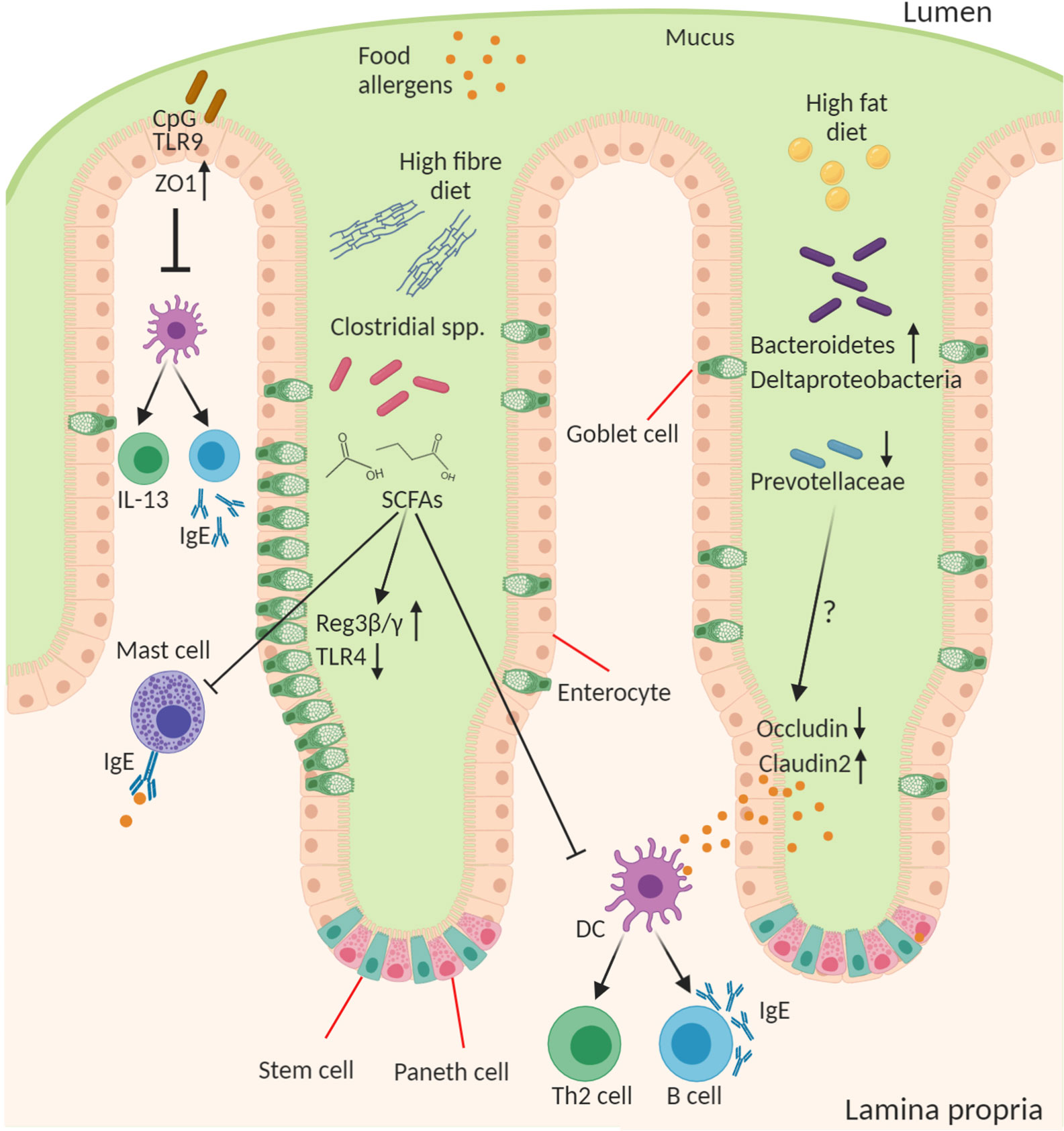 Frontiers Role Of The Intestinal Epithelium And Its Interaction With