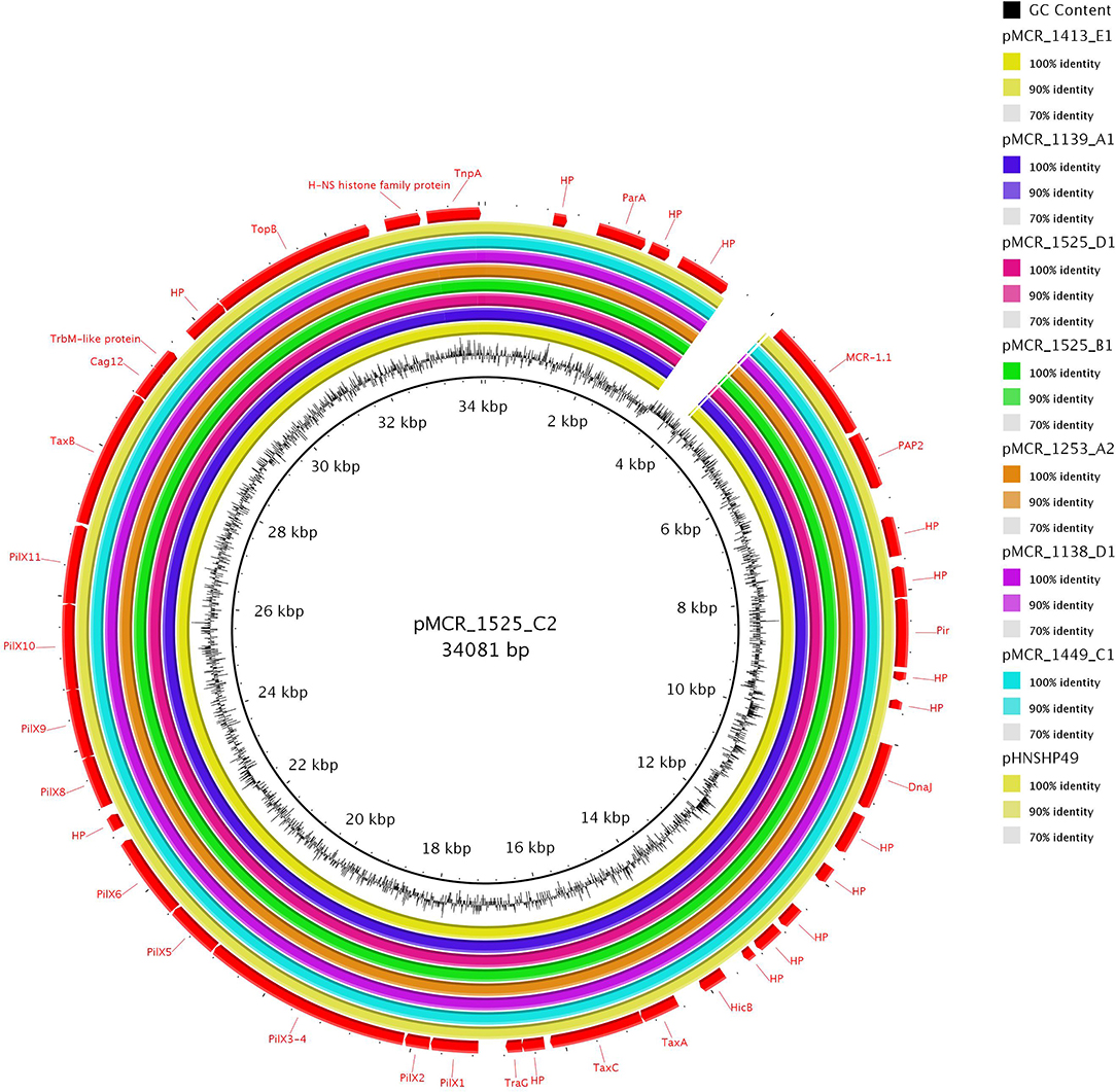Frontiers  Genomic Characterization of mcr-1.1-Producing Escherichia coli  Recovered From Human Infections in São Paulo, Brazil