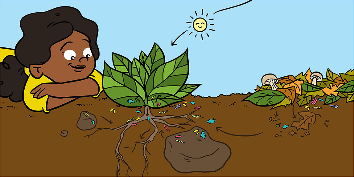 Who Feeds The Plants? Microbes! · Frontiers for Young Minds