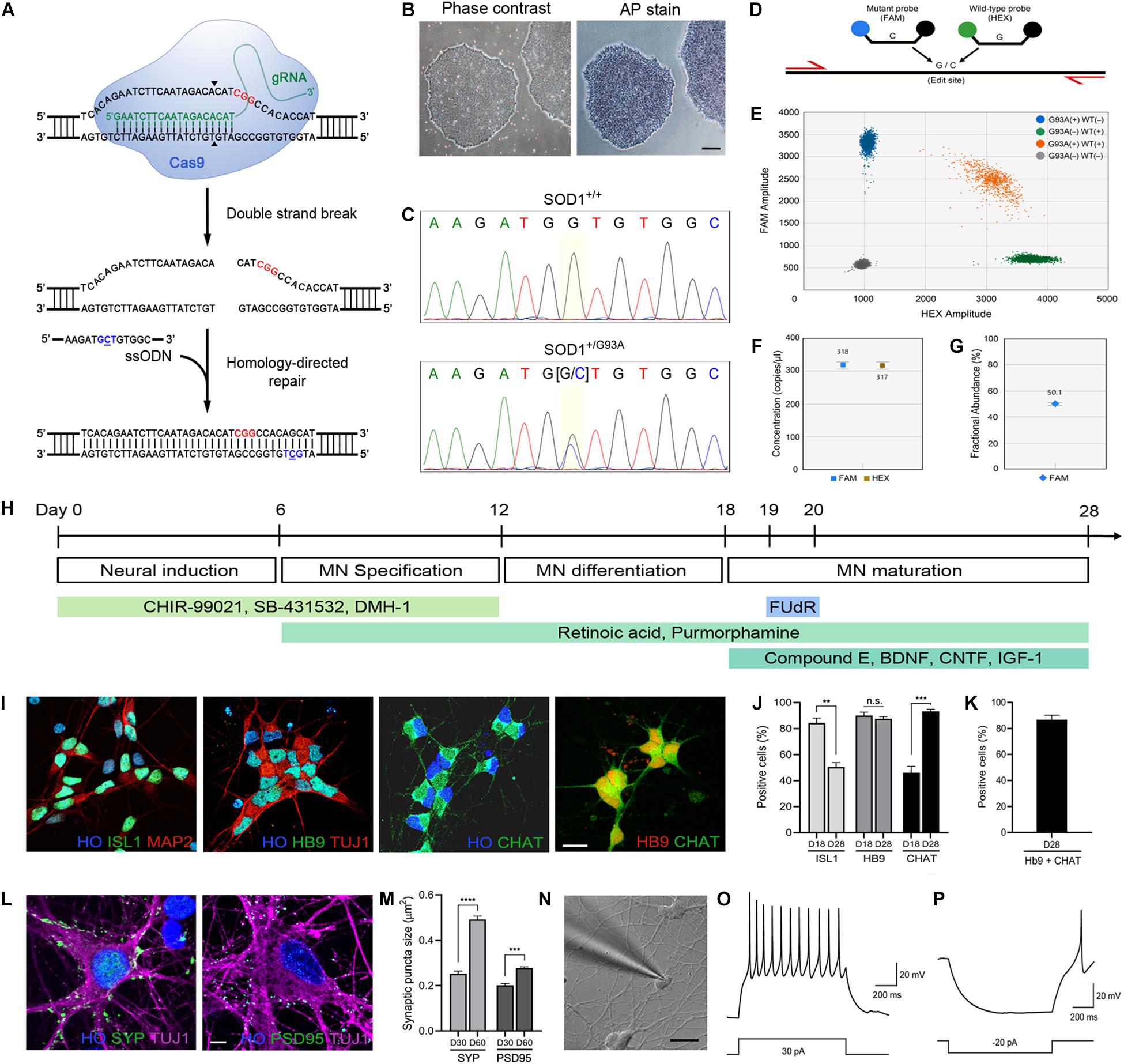 Generation of HEXA-deficient hiPSCs from fibroblasts of a Tay