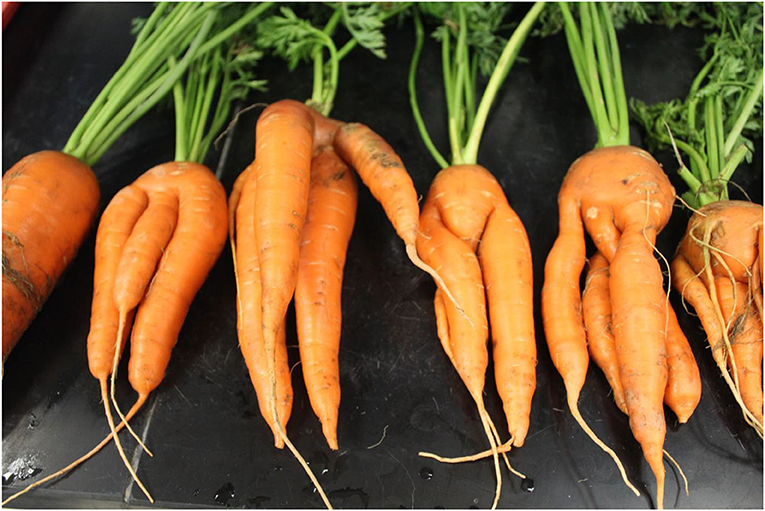 Figure 2 - Carrots damaged by root-eating nematodes, resulting in forking of the main root.