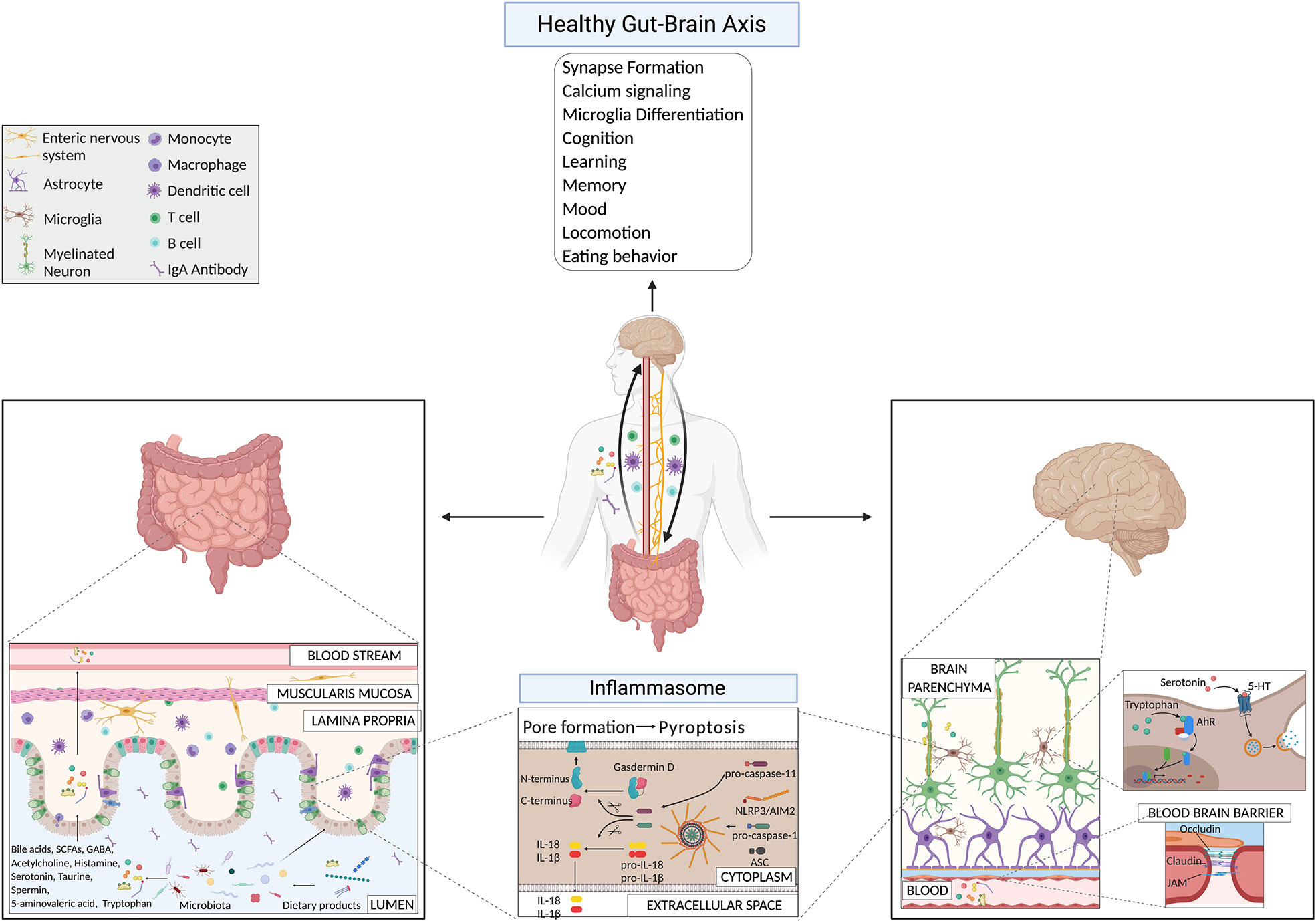 Frontiers  New Insights Into Microbiota Modulation-Based