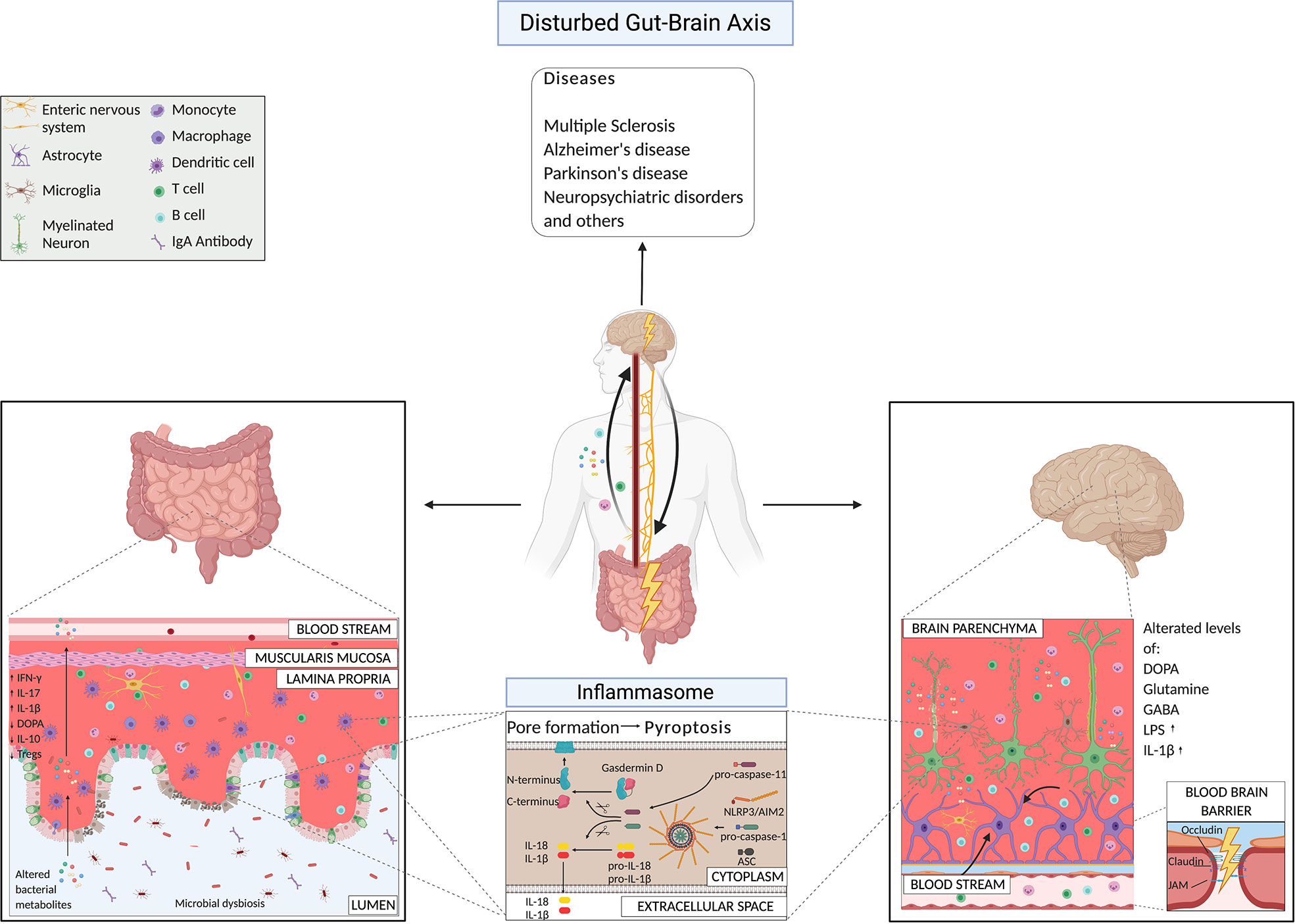 Frontiers The Gut Brain Axis How Microbiota And Host Inflammasome