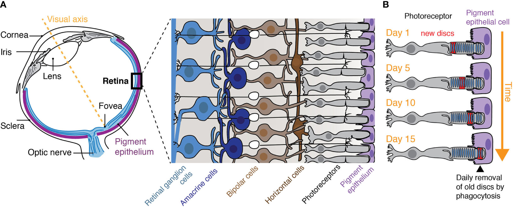 The retina and retinal pigment epithelium (RPE)