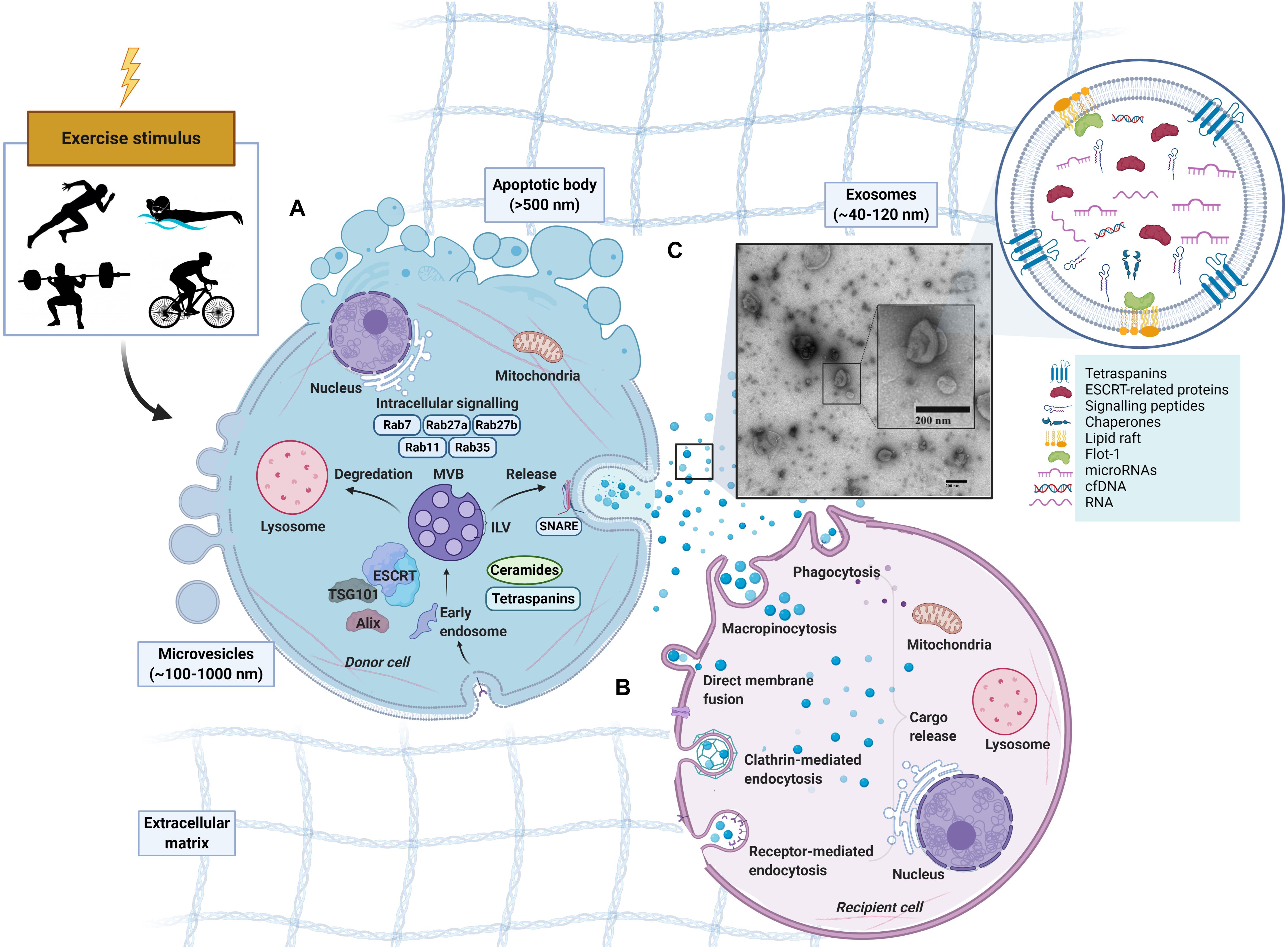 Frontiers Extracellular Vesicles and Exosomes Insights From Exercise Science