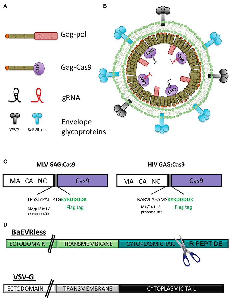 Frontiers Baboon Envelope Pseudotyped Nanoblades Carrying Cas9 Grna Complexes Allow Efficient Genome Editing In Human T B And Cd34 Cells And Knock In Of v6 Encoded Donor Dna In Cd34 Cells Genome Editing