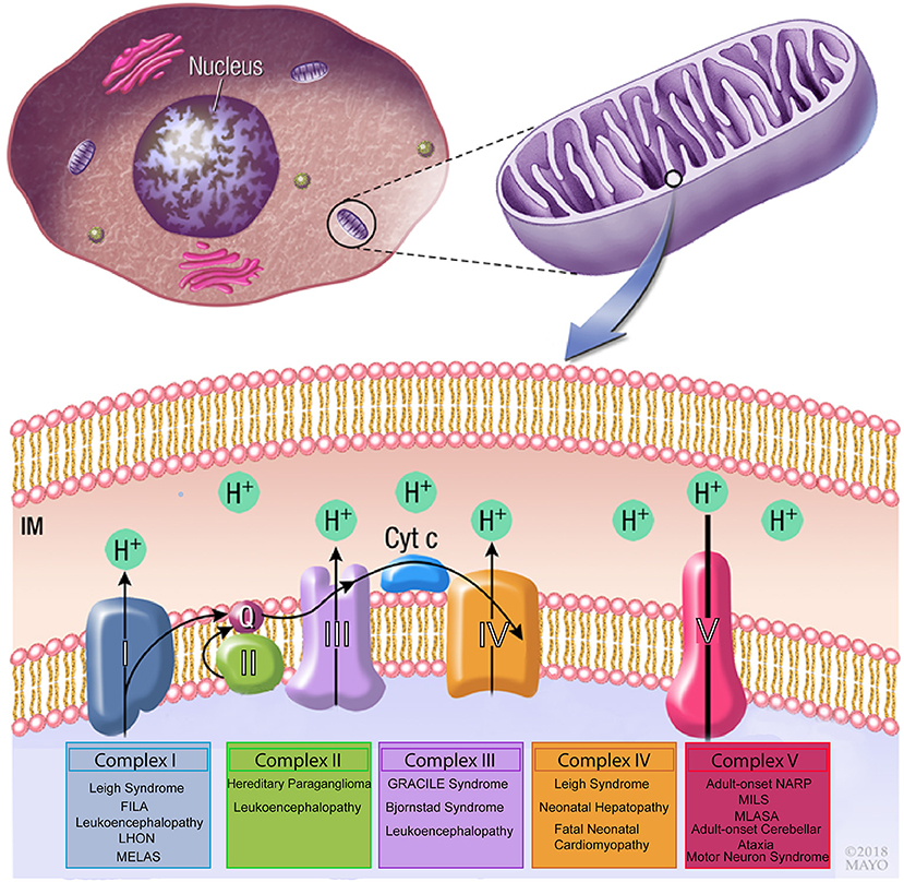 Mitochondrial Disease