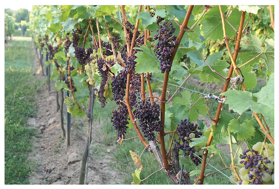 Close Photo Green Grapes Organic Vineyard Farming Concept Golden