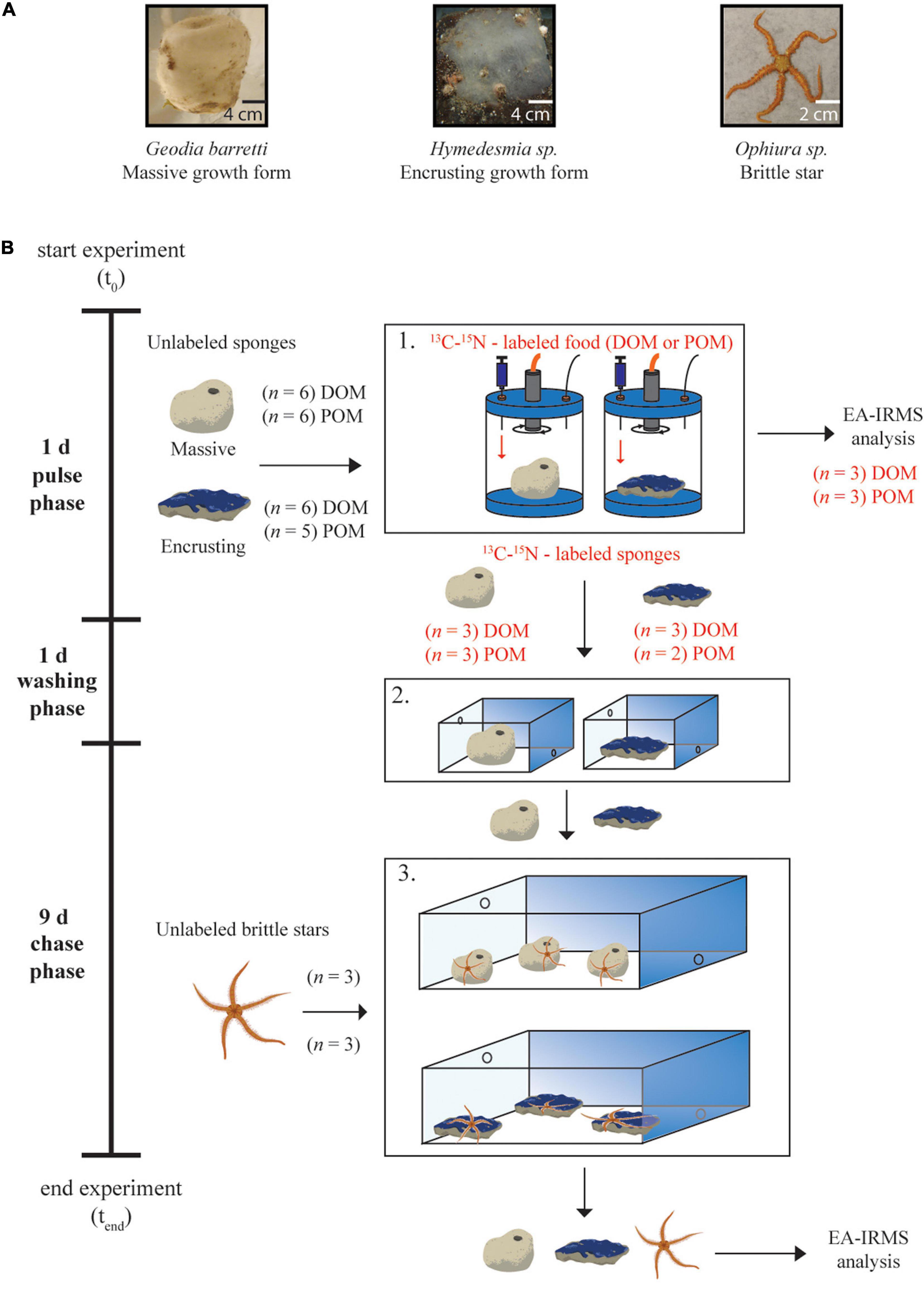 Frontiers A Deep-Sea Sponge Loop? Sponges Dissolved Particulate Organic Carbon Nitrogen to Associated Fauna | Marine Science