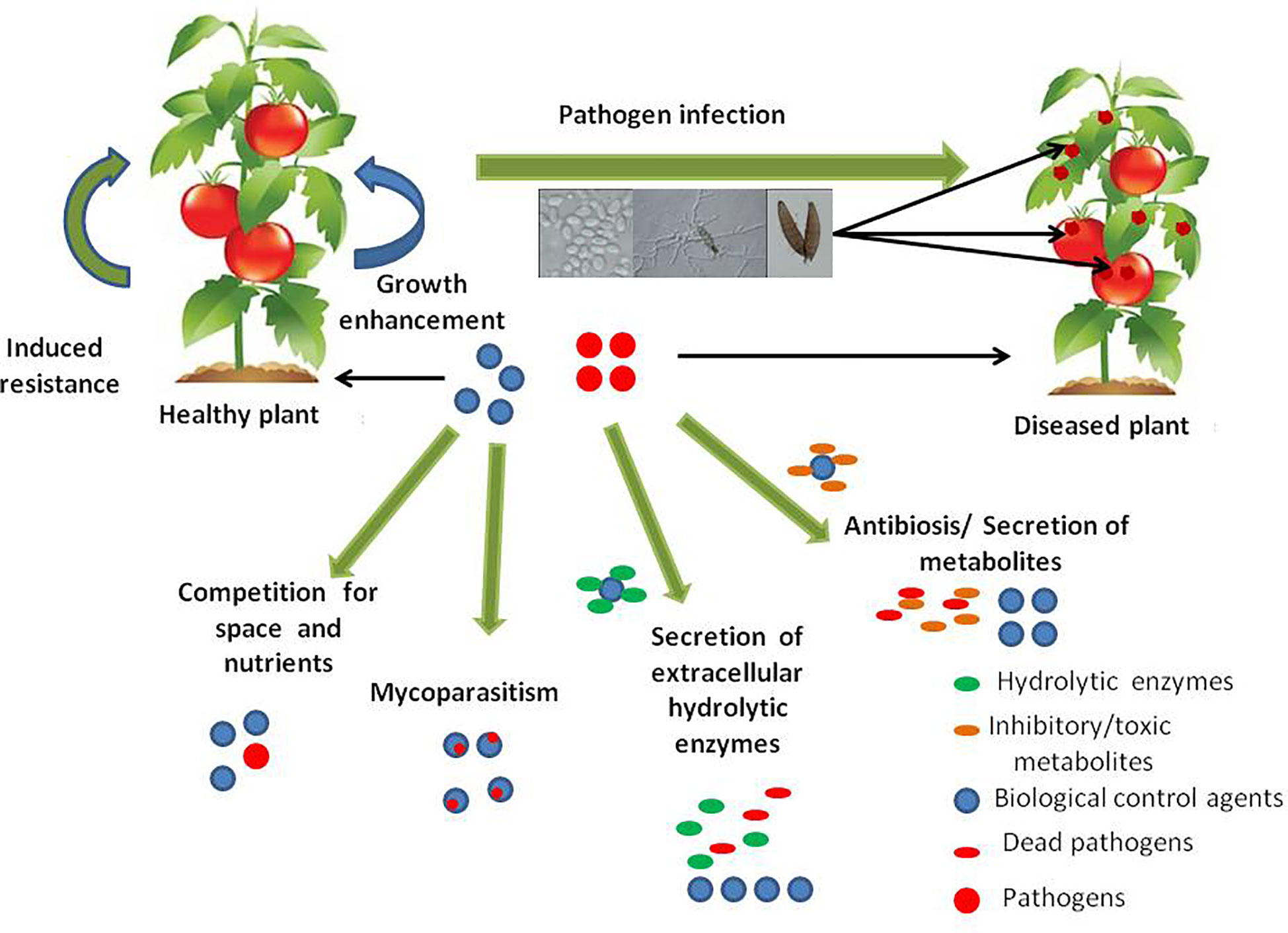 Frontiers Fungi Vs Fungi In Biocontrol An Overview Of Fungal