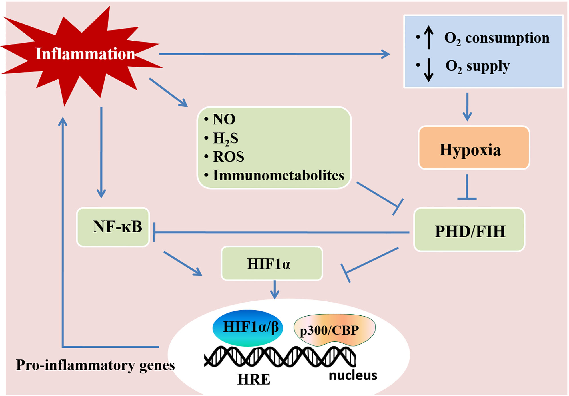 Frontiers | Adenosine at the Interphase of Hypoxia and Inflammation in ...