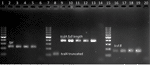 www.frontiersin.org
