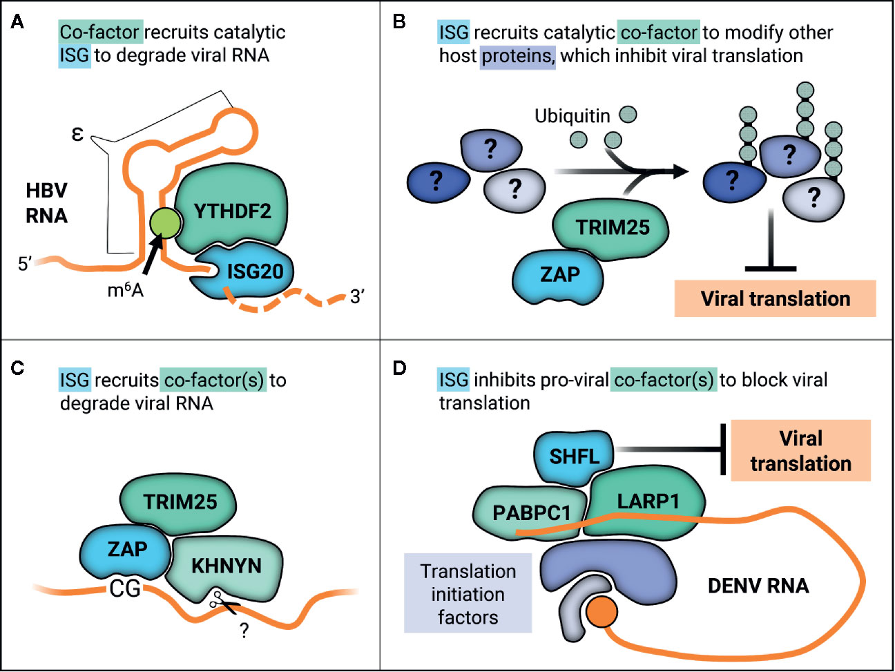 Loop de loop: viral RNA evades IFIT1 targeting: Trends in Microbiology