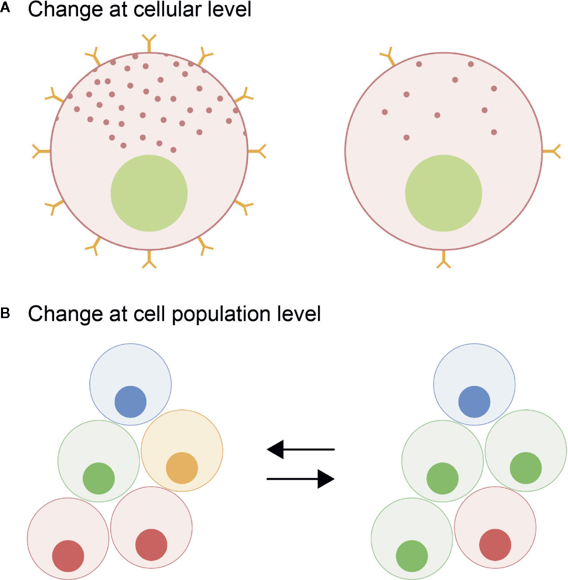 Frontiers Direct And Indirect Effects Of Sex Steroids On Gonadotrope Cell Plasticity In The Teleost Fish Pituitary Endocrinology