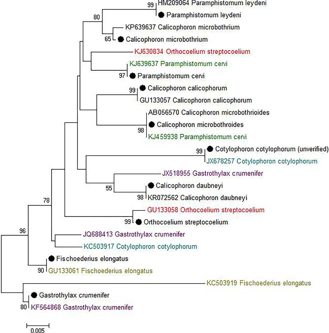 Frontiers  A Universal Approach to Molecular Identification of Rumen Fluke  Species Across Hosts, Continents, and Sample Types