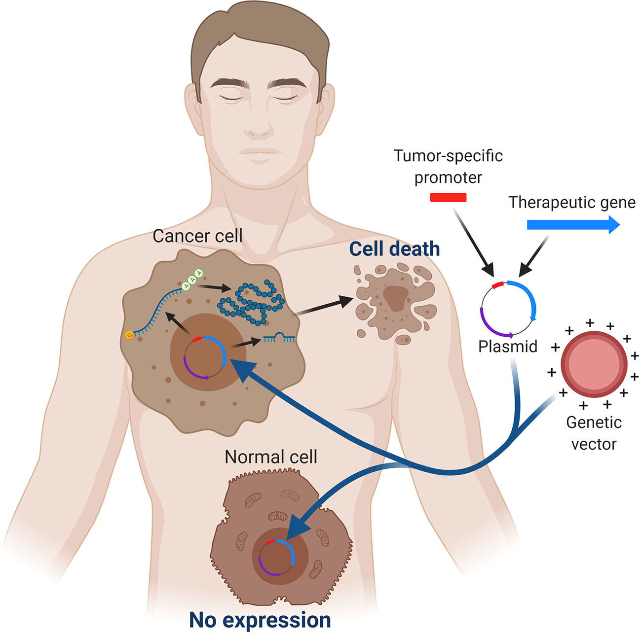 cancer or genetic