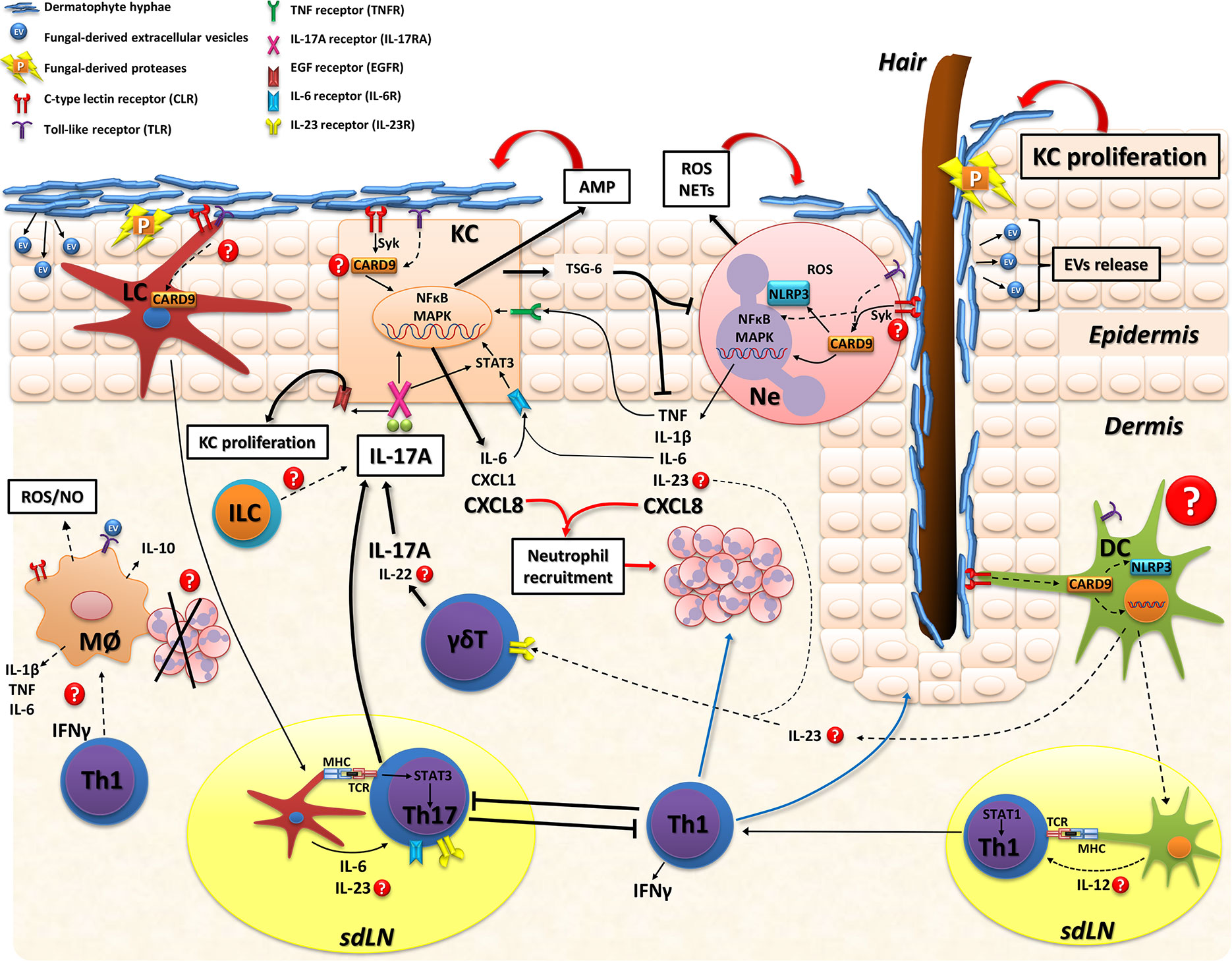 Frontiers Skin Immunity To Dermatophytes From Experimental Infection