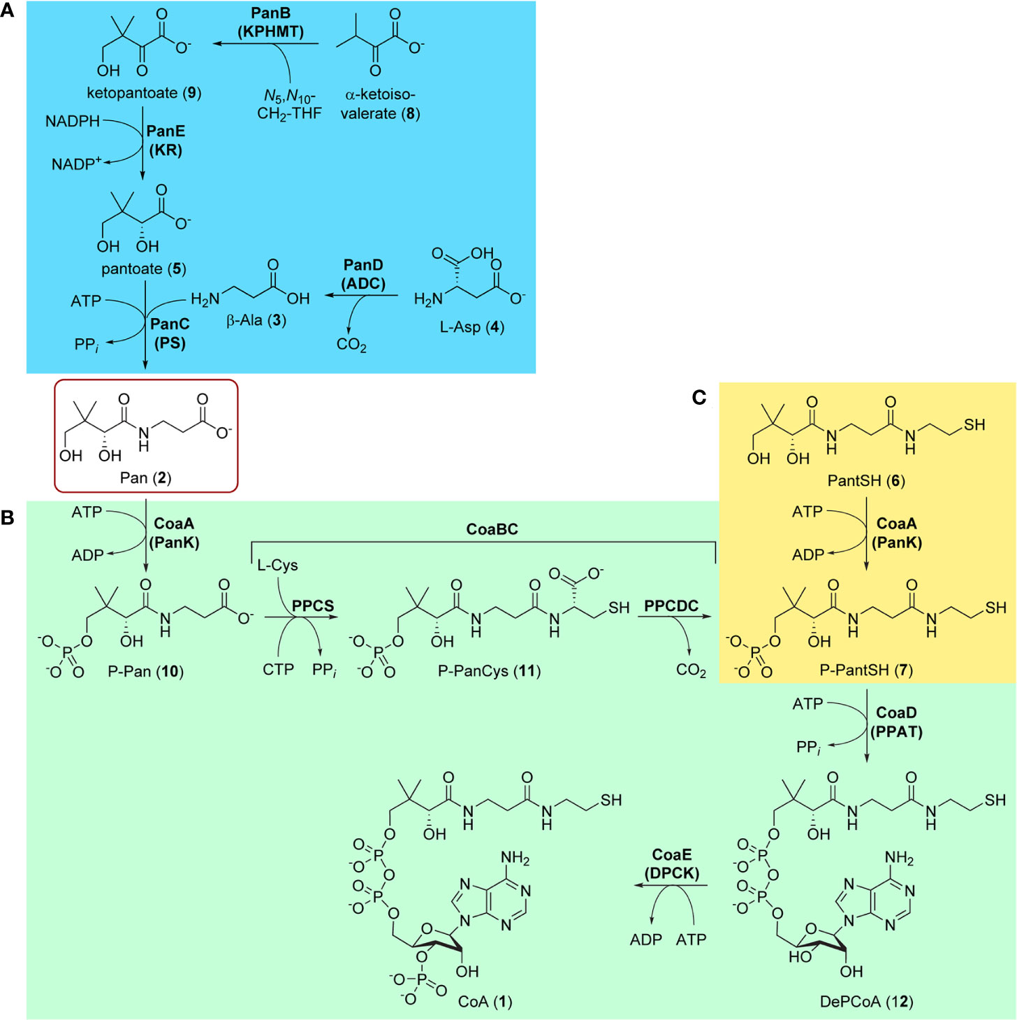 Frontiers Vitamin In The Crosshairs Targeting Pantothenate And Coenzyme A Biosynthesis For New Antituberculosis Agents Cellular And Infection Microbiology