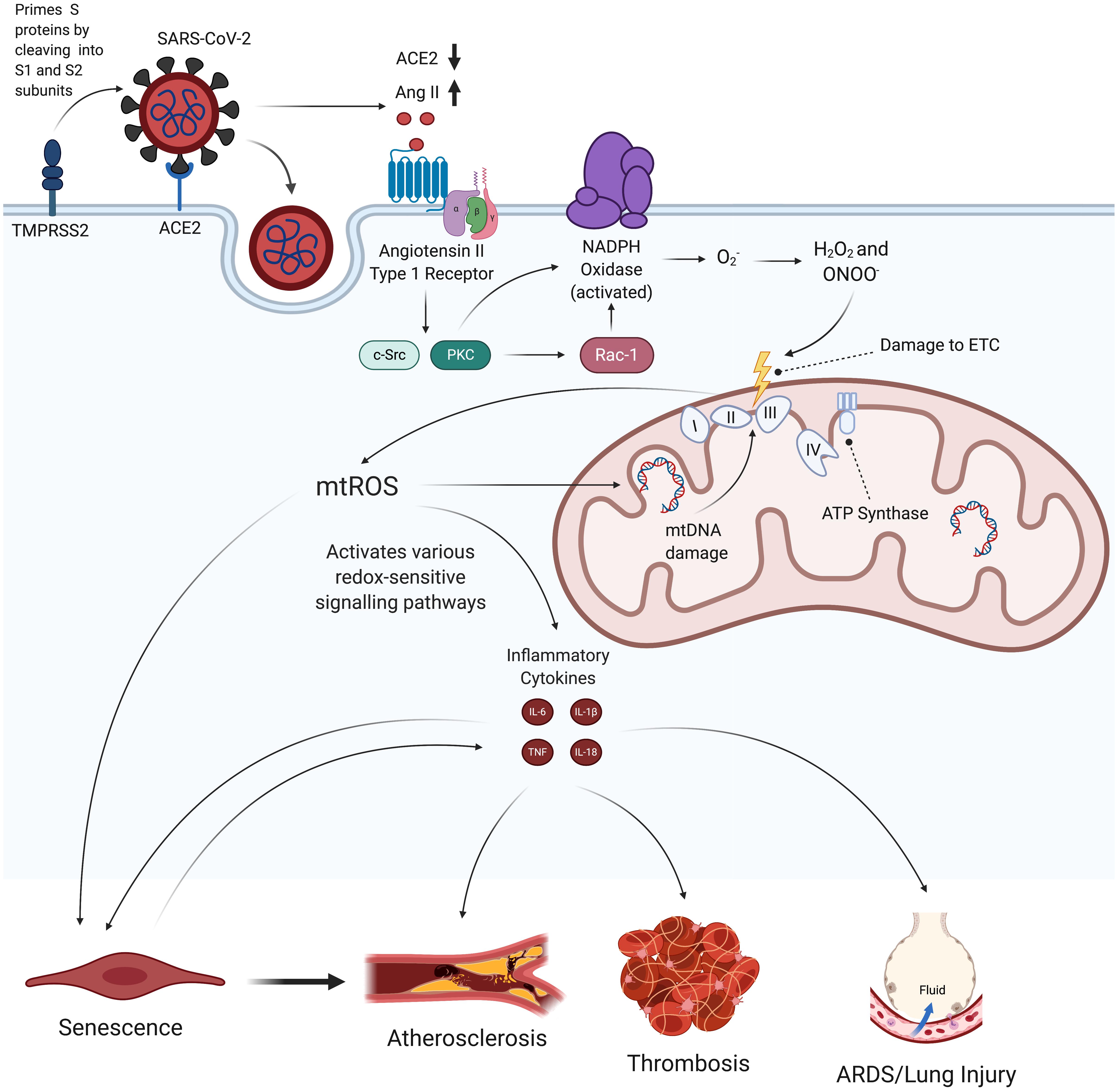 Widespread myocardial dysfunction in COVID-19 patients detected by