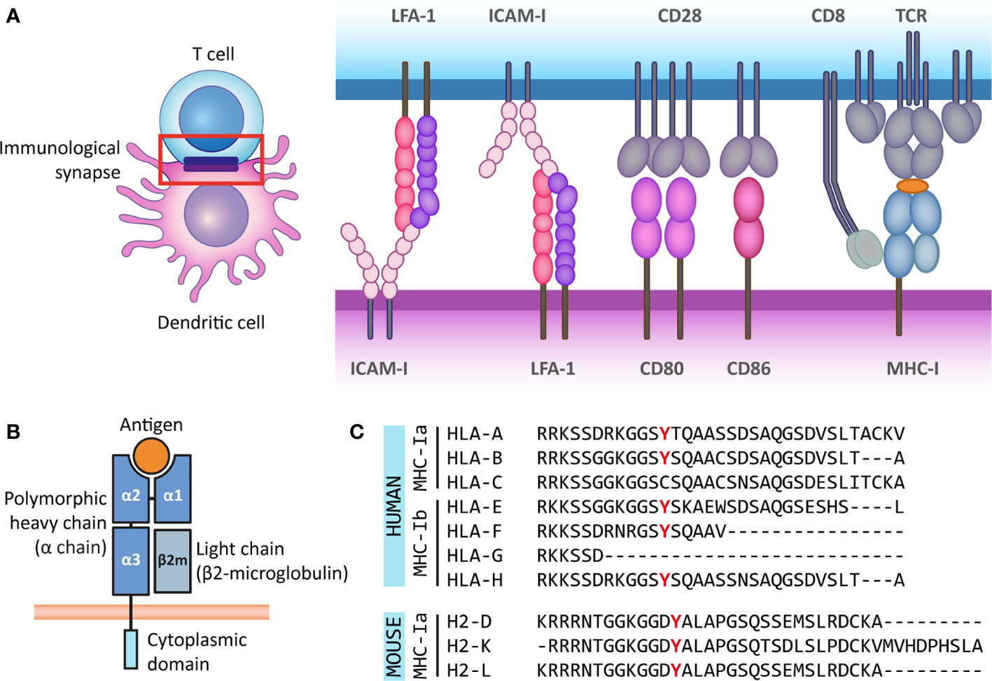 ADCC requires degranulation and LFA-1/ICAM interaction. (A-B