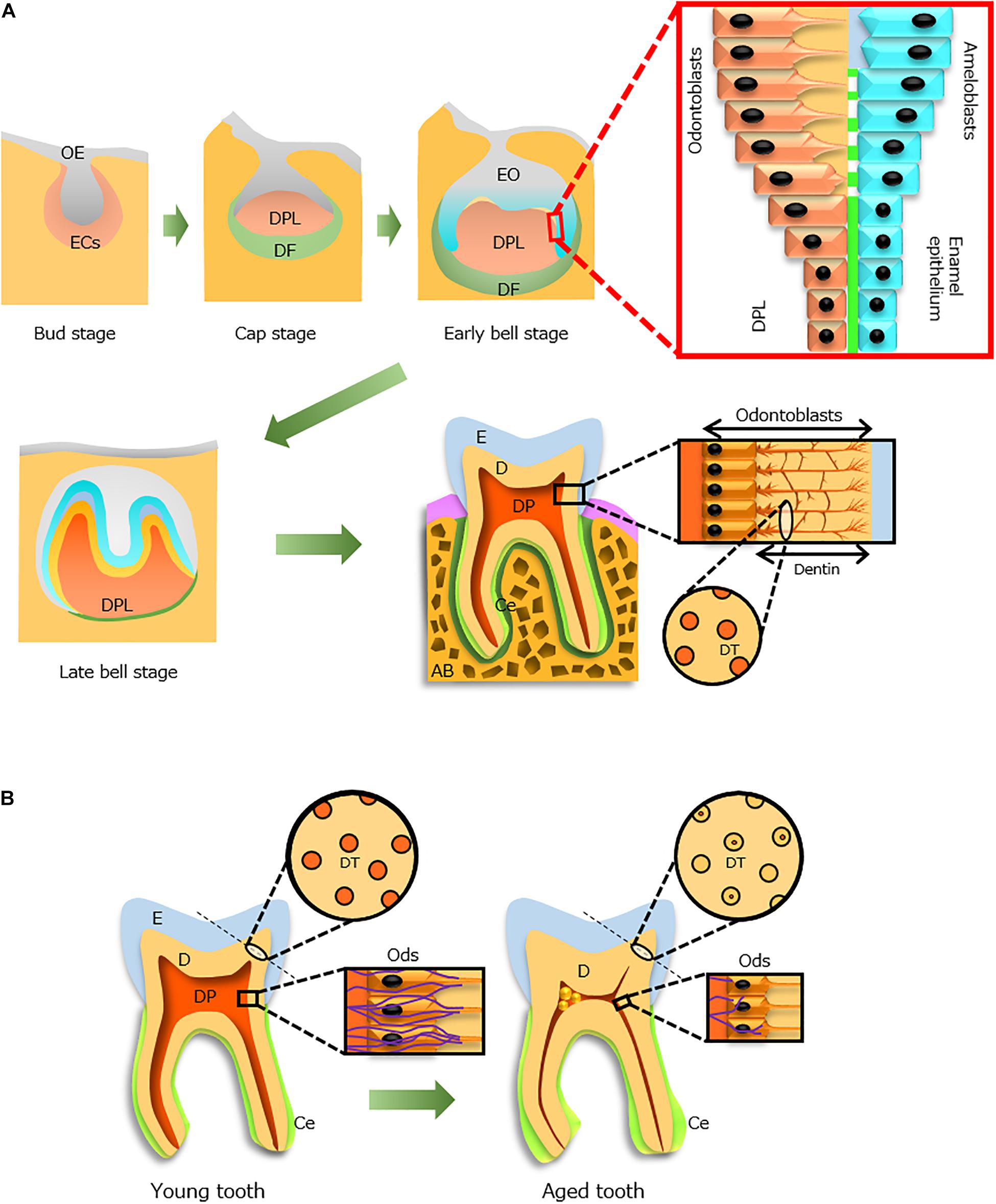 Mesenchymal condensation in tooth development and regeneration: a