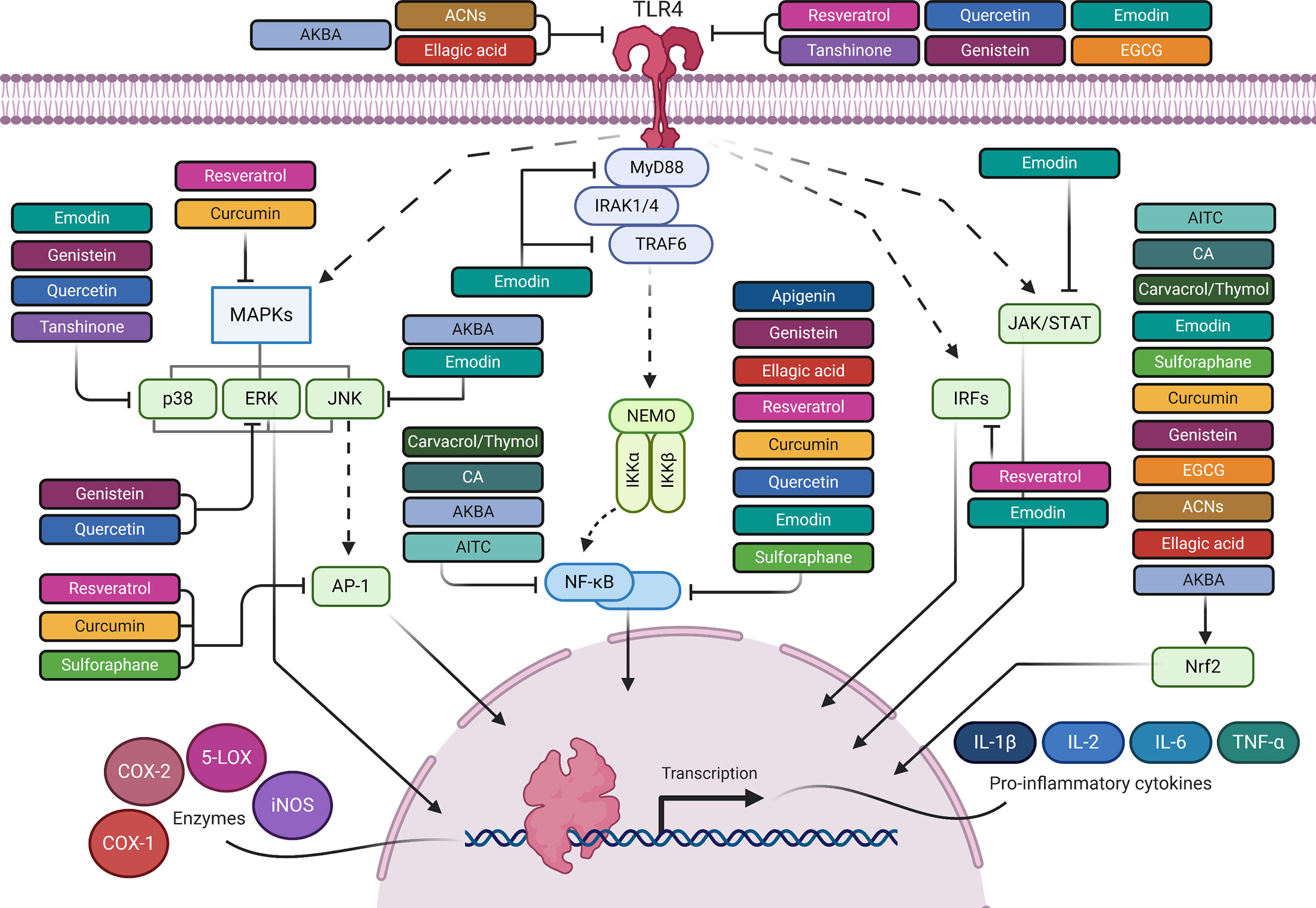 Frontiers The Anti Inflammatory Properties Of Phytochemicals And Their Effects On Epigenetic Mechanisms Involved In Tlr4 Nf Kb Mediated Inflammation Immunology