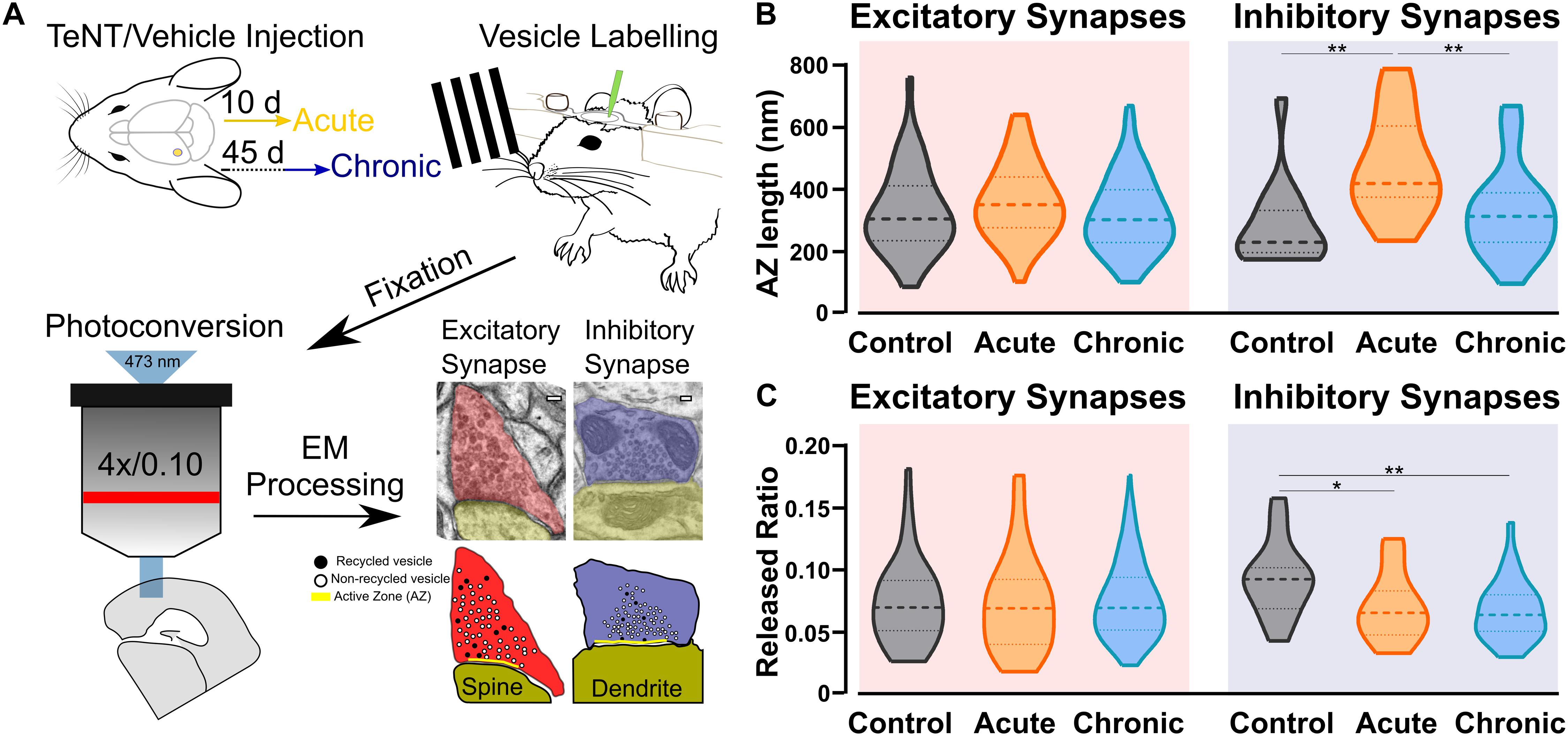 Location and distribution of inhibitory synapses differentially affect