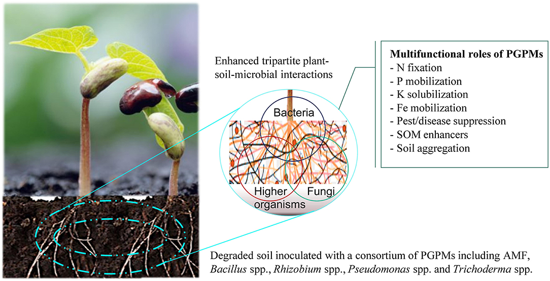 Frontiers | Potential Use of Microorganisms for Soil Amelioration, Phytopathogen and Sustainable Crop Production in Agroecosystems