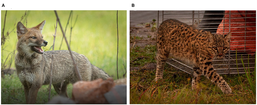 Frontiers | Multidrug Resistance in Enterococci Isolated From Wild Pampas Foxes (Lycalopex gymnocercus) and Geoffroy's Cats (Leopardus geoffroyi) in the Brazilian Pampa Biome Frontiers | Multidrug Resistance in Enterococci Isolated From Wild Pampas Foxes (Lycalopex gymnocercus) and Geoffroy's Cats (Leopardus geoffroyi) in the Brazilian Pampa Biome