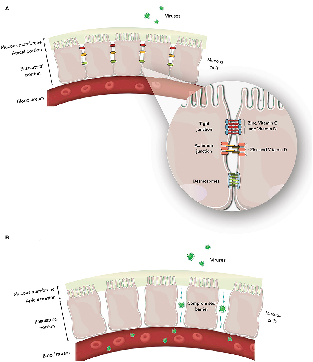 Frontiers Zinc Vitamin D And Vitamin C Perspectives For Covid 19 With A Focus On Physical Tissue Barrier Integrity Nutrition