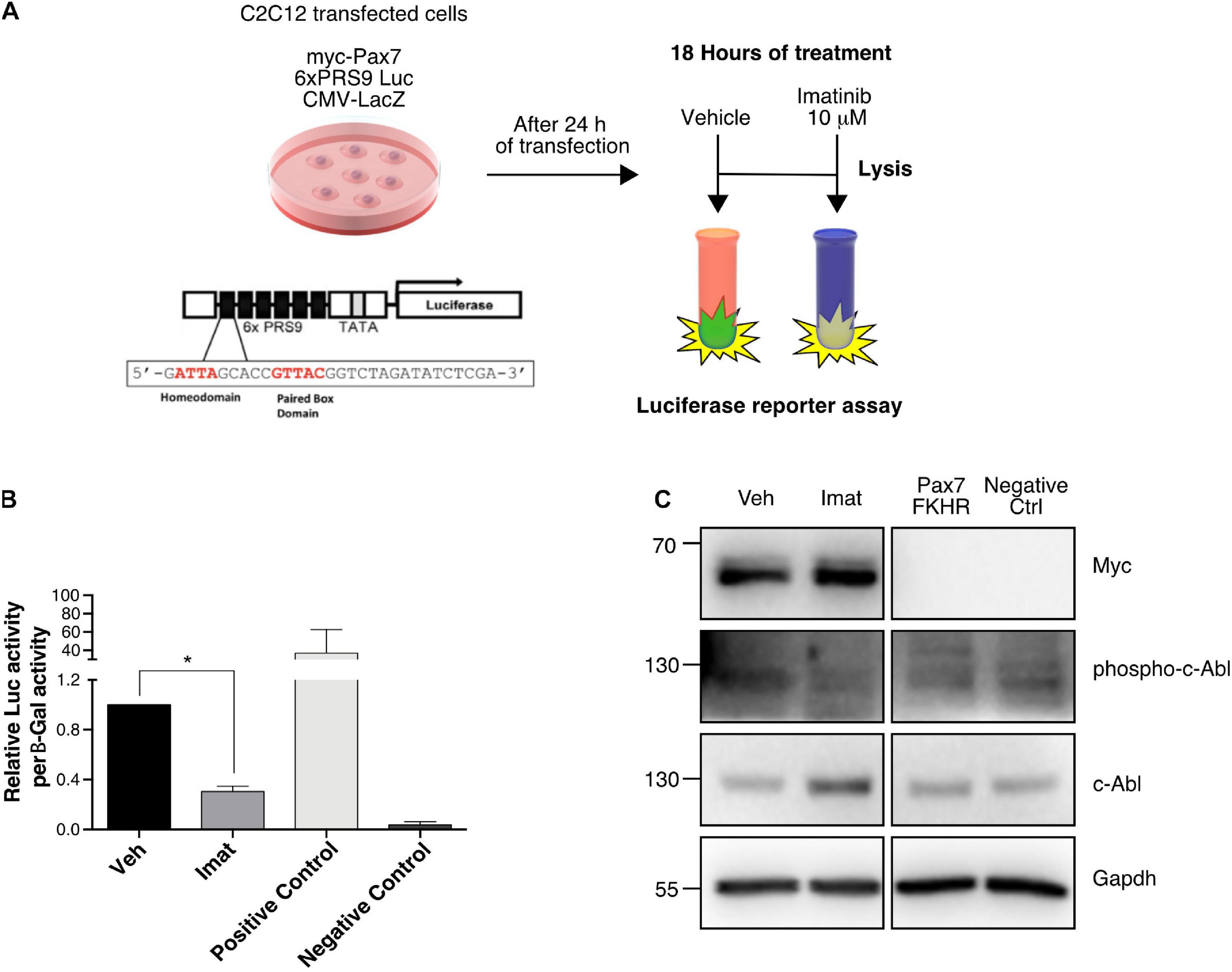 c-Abl Antibody  Cell Signaling Technology