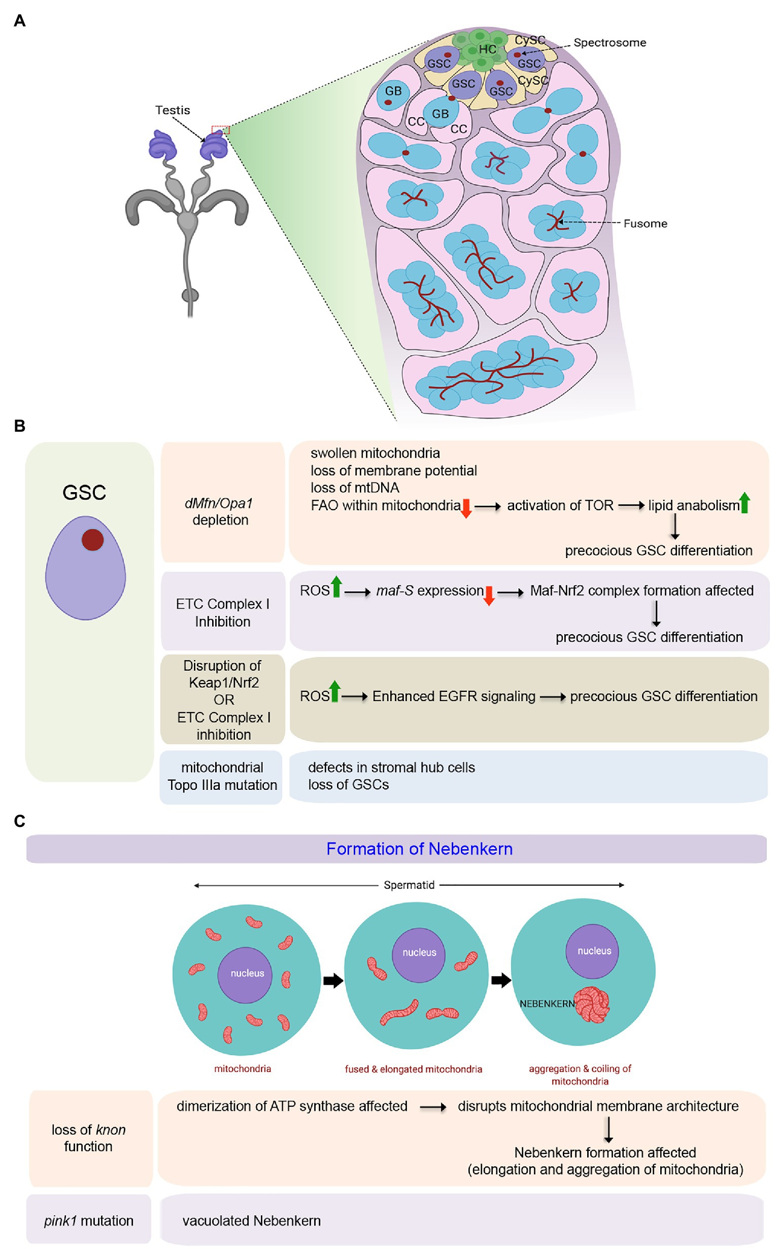 Mitochondria shed their outer membrane in response to infection