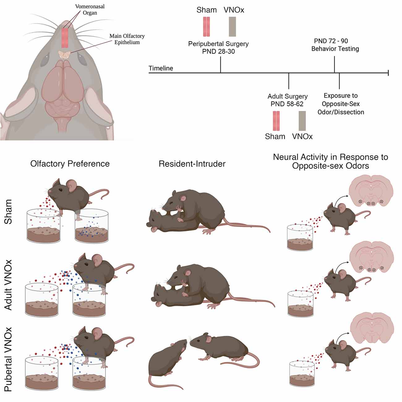 Frontiers Puberty Is A Critical Period For Vomeronasal Organ 