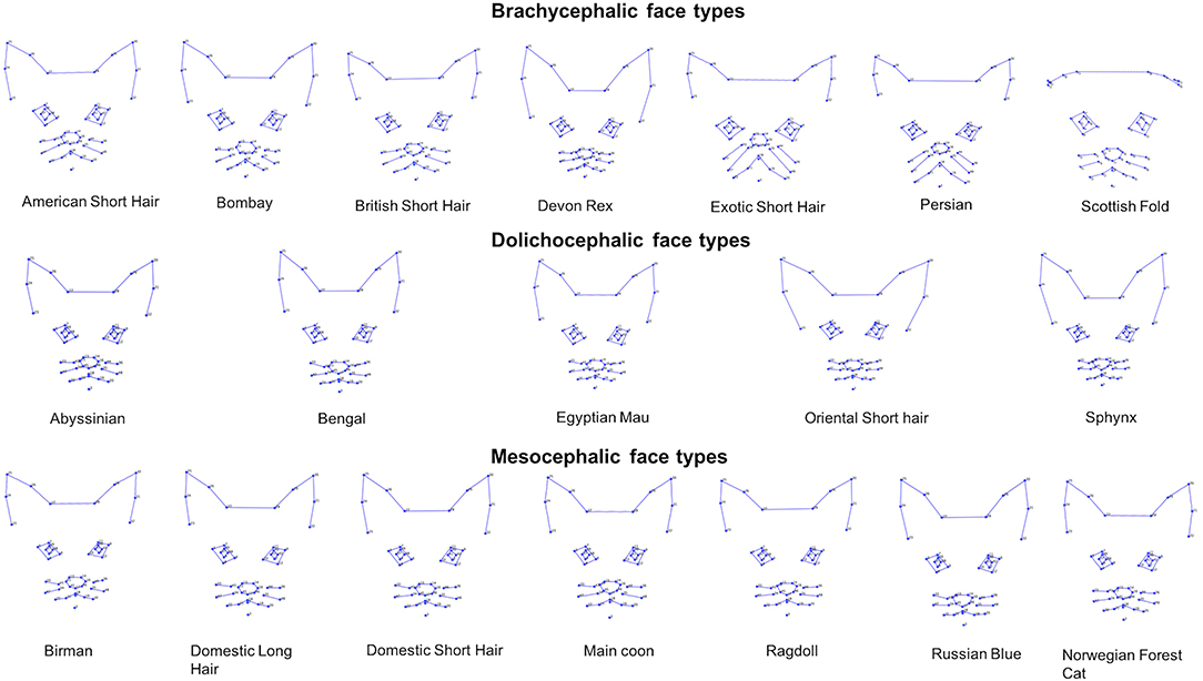 Frontiers The Application Of Geometric Morphometrics To Explore Potential Impacts Of Anthropocentric Selection On Animals Ability To Communicate Via The Face The Domestic Cat As A Case Study Veterinary Science
