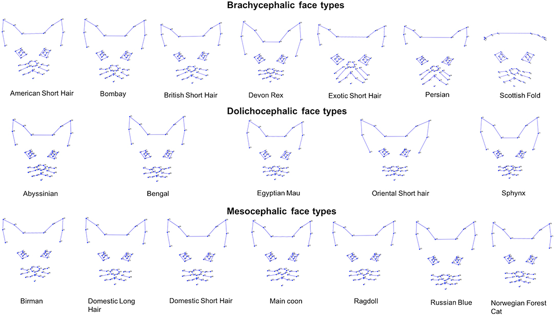 Grumpy Cat Face Shape