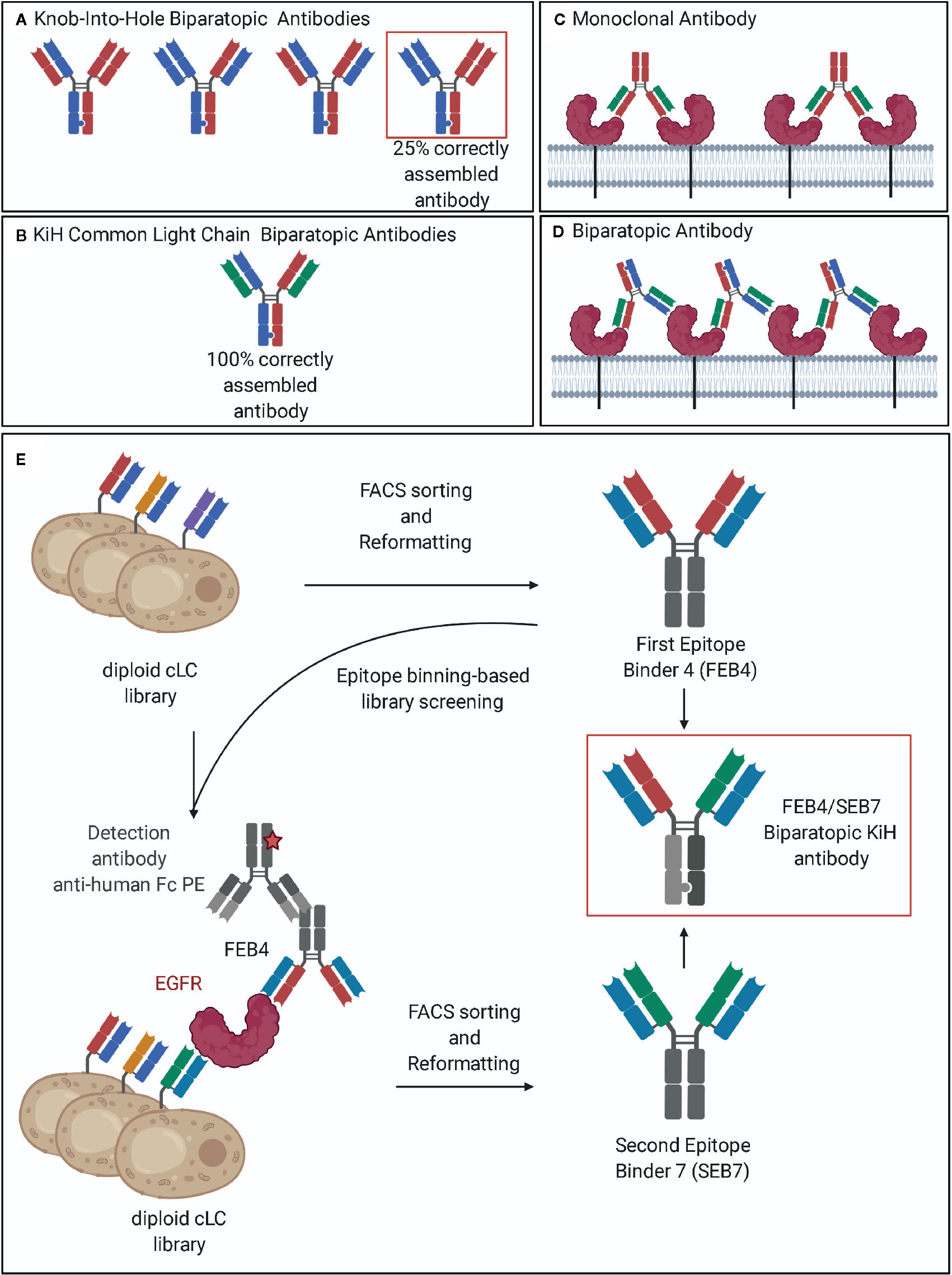 Frontiers | Expeditious Generation of Biparatopic Common Light Chain Antibodies via Chicken Immunization and Yeast Display Screening
