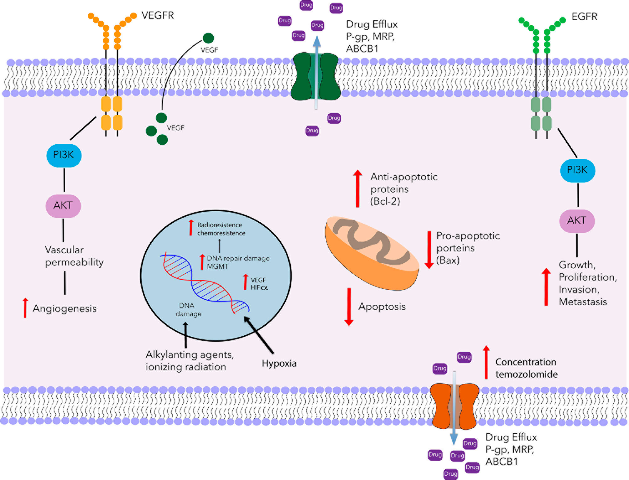 Frontiers Mifepristone Repurposing In Treatment Of High Grade Gliomas Oncology