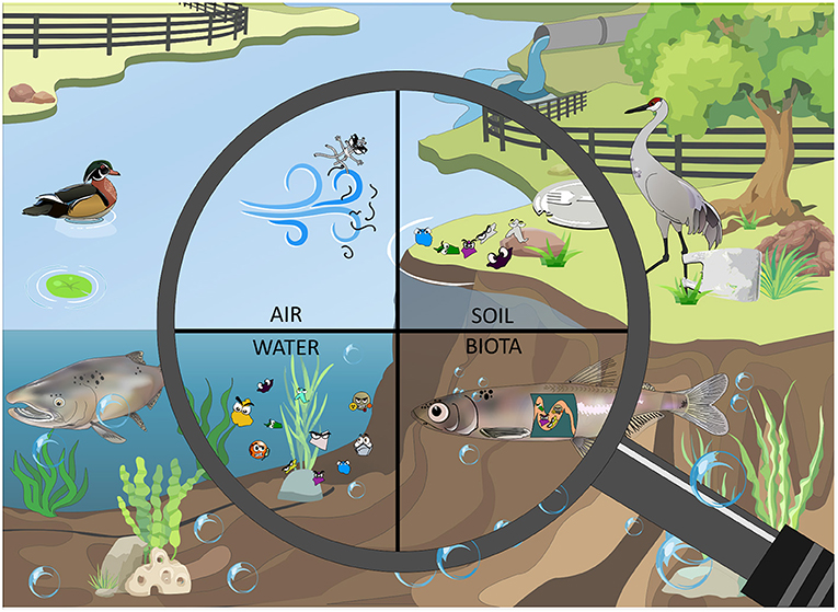 Figure 2 - Microplastics in the four environmental compartments of a freshwater ecosystem: air contains floating synthetic microfibers; soil contains diverse microplastics and plastic debris; water contains suspended microplastics that interact with chemicals, bacteria, sediment, and living organisms; and biota such as fish contain microplastics in their guts.