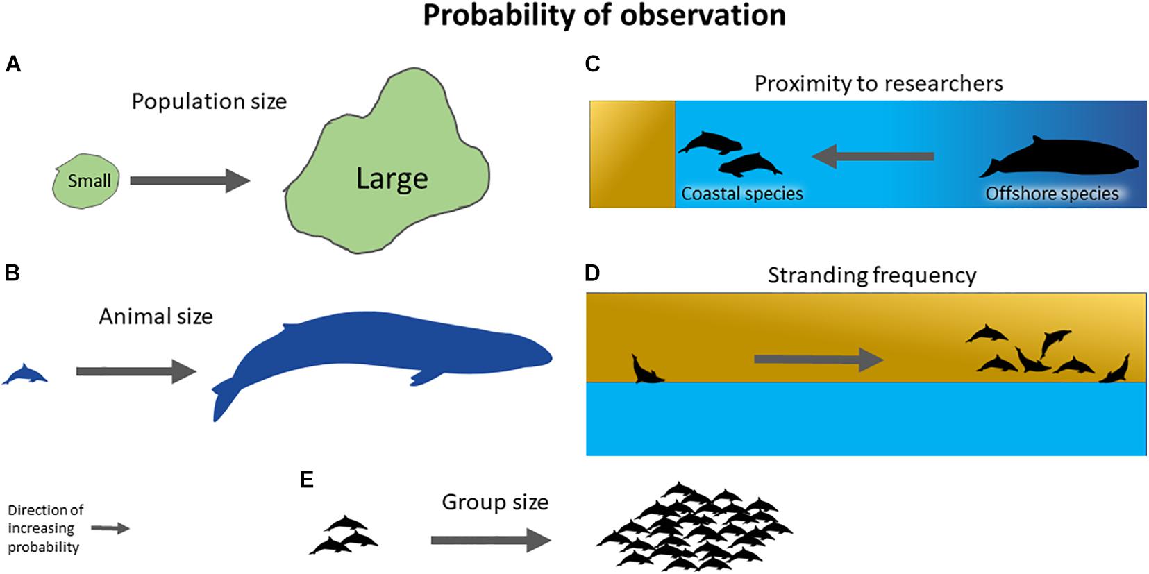 PDF) AQUATIC MAMMALS BIOACOUSTICS IN LATIN AMERICA: PAST, PRESENT