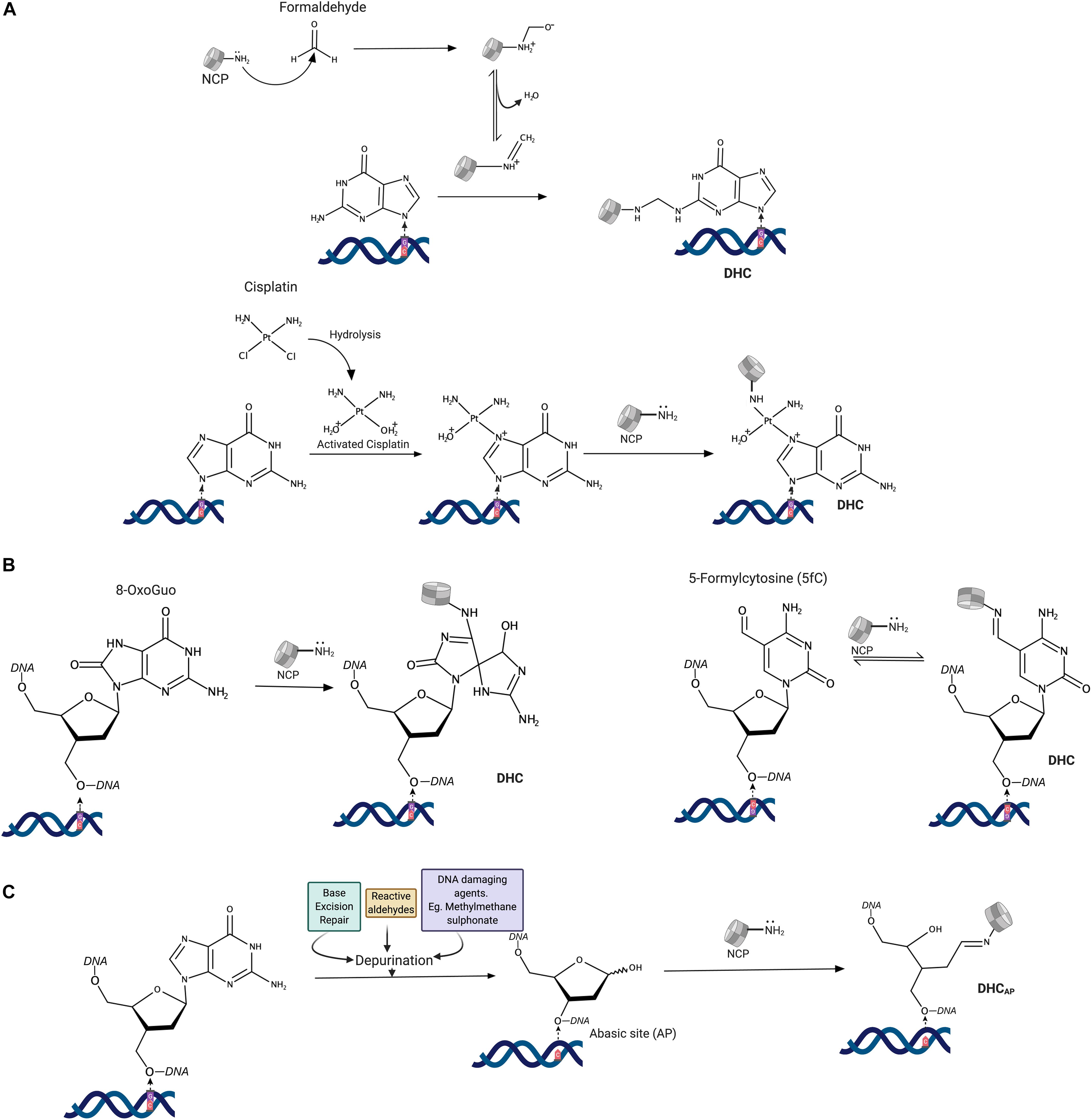 Vecteur Stock Biological structure of Nucleosome with histone protein, core  DNA and Linked DNA chain inside cell