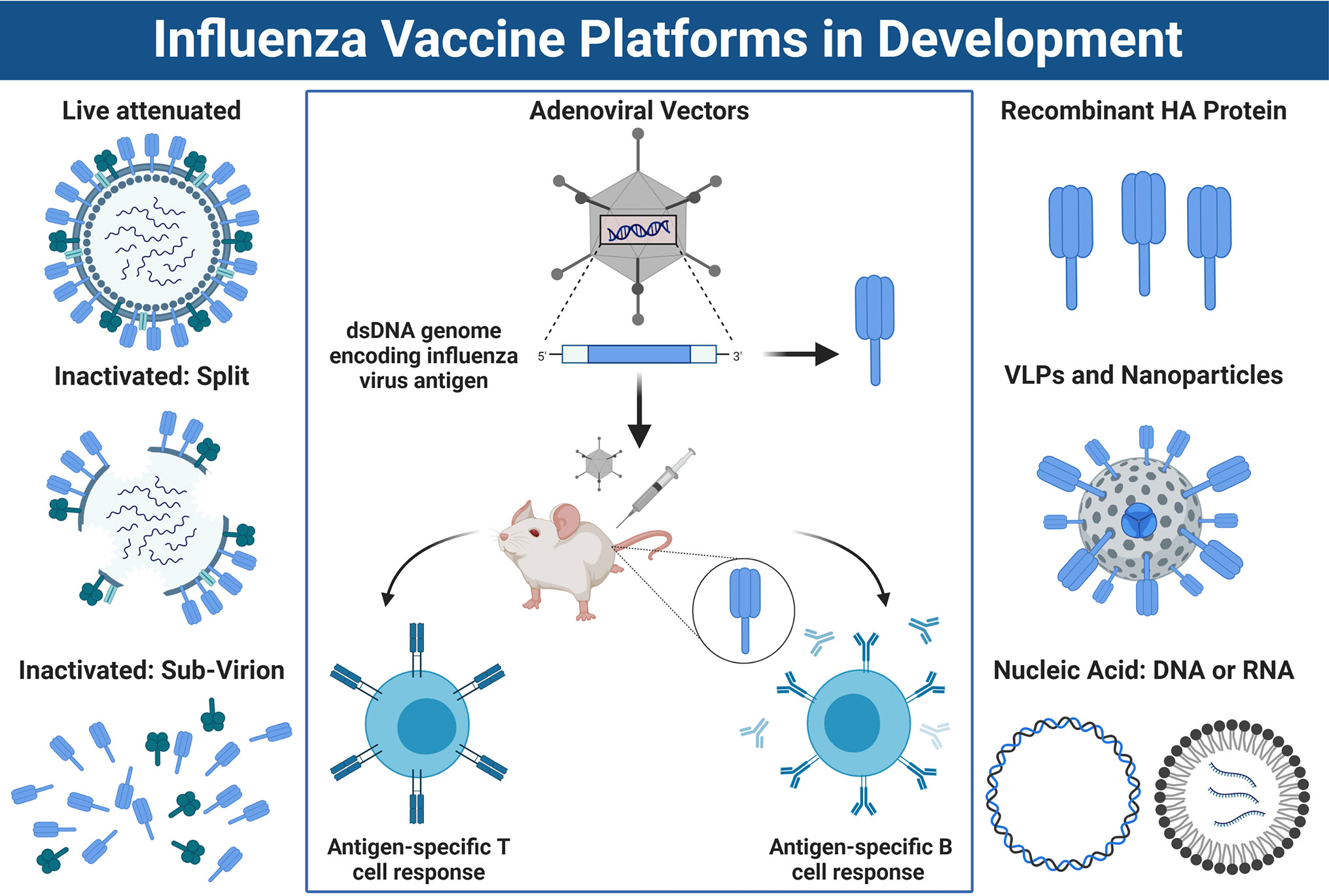 Virus vaccine. Векторные вакцины аденовирус. Influenza virus. Influenza vaccine. Vaccine Development.