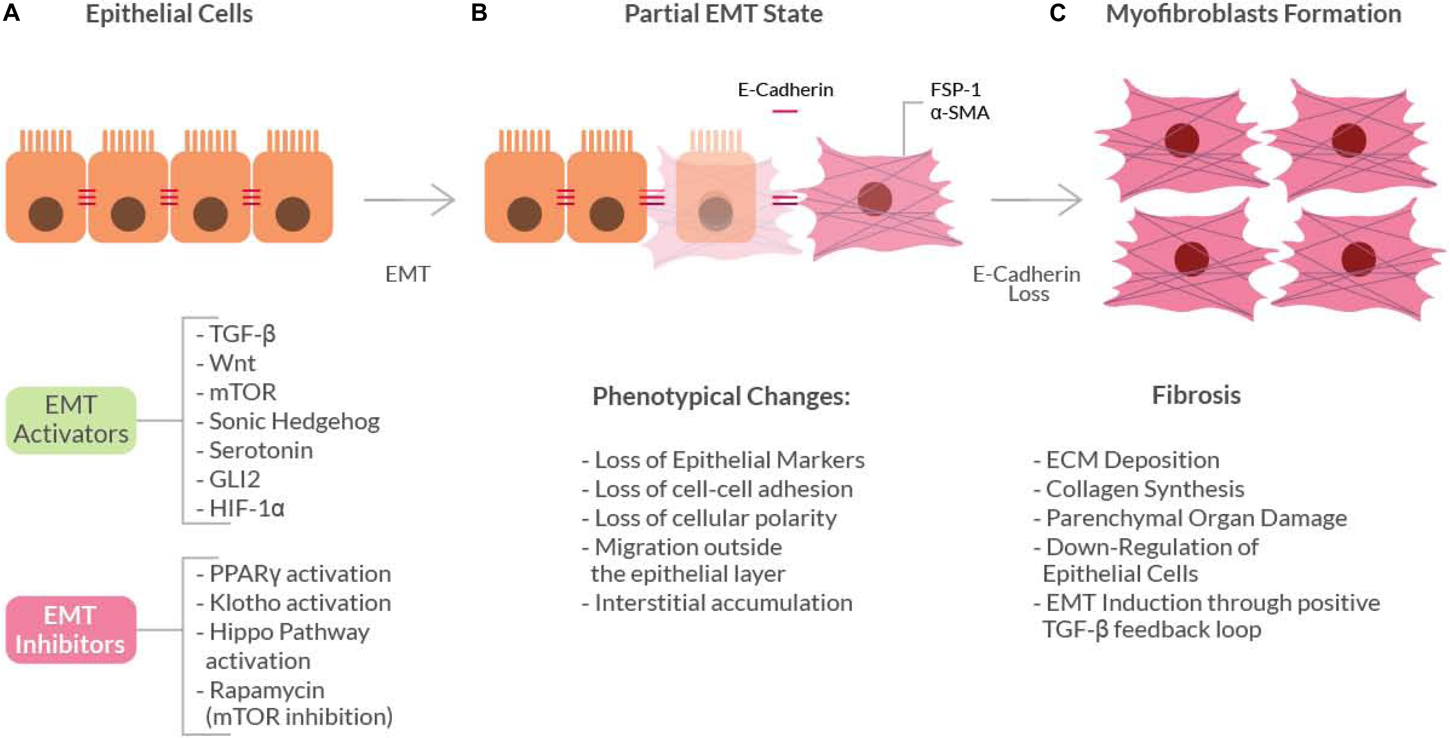 Frontiers The Epithelial To Mesenchymal Transition As A Possible Therapeutic Target In Fibrotic Disorders Cell And Developmental Biology