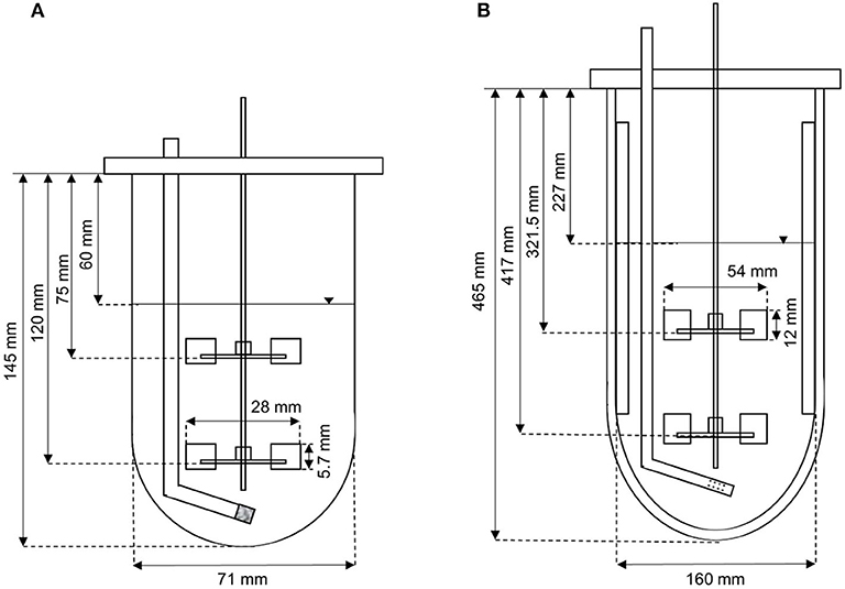 Frontiers | Enhancing the Heterologous Fructosyltransferase Activity of ...