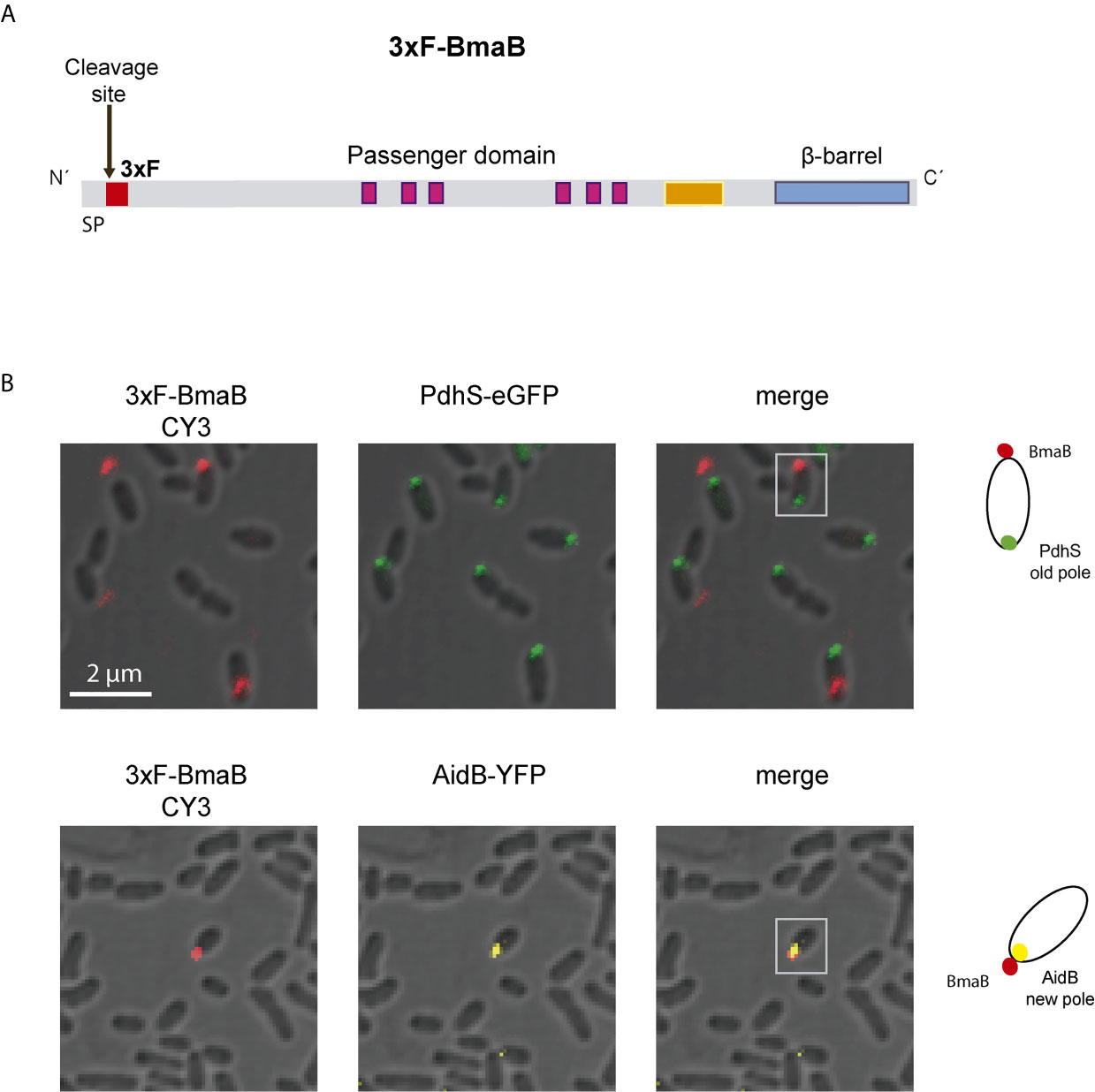 From self sufficiency to dependence: mechanisms and factors important for  autotransporter biogenesis