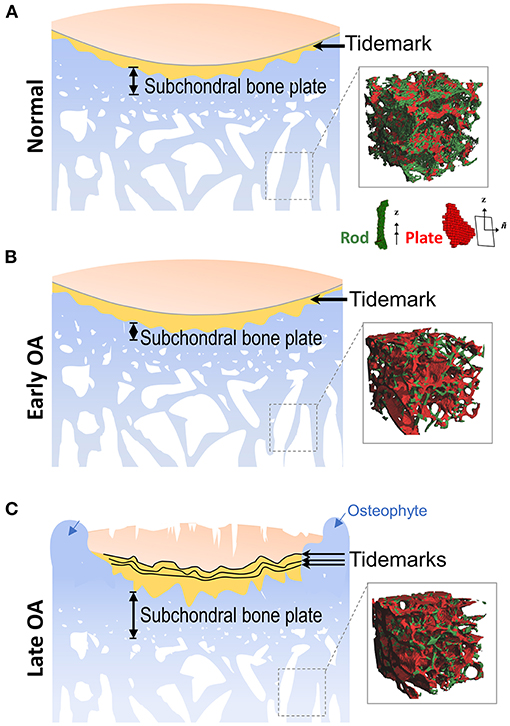 fuse to form the coxal bone