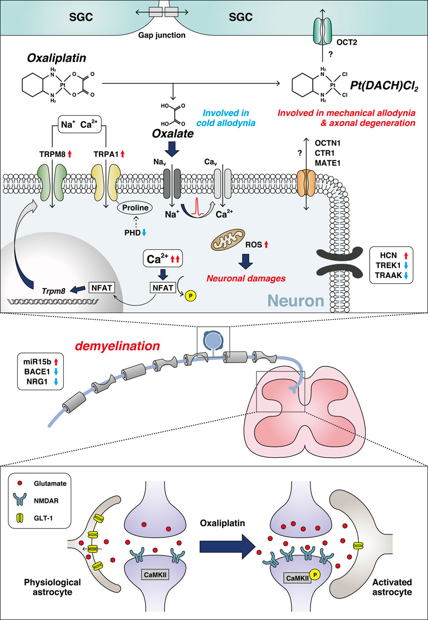 diabetic neuropathy mechanisms emerging treatments and subtypes