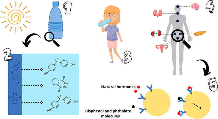 Bottled Water: The Human Health Consequences of Drinking from