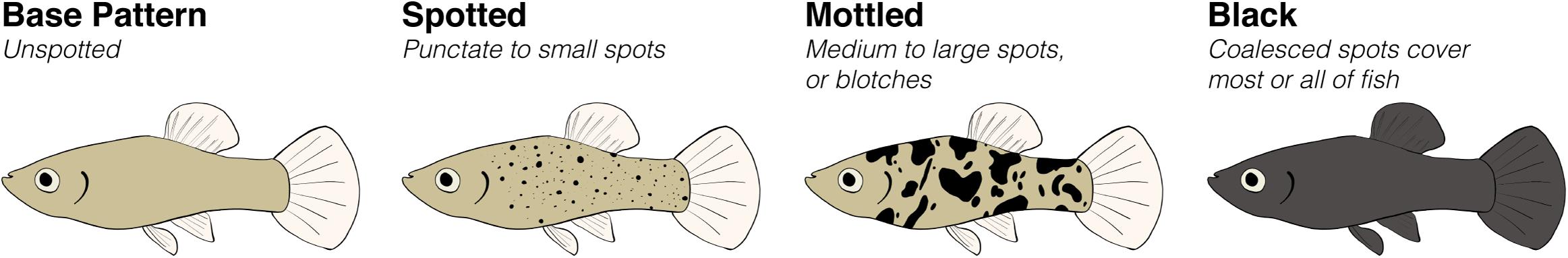 Ecology, Evolution, and Behavior of Viviparous Fishes