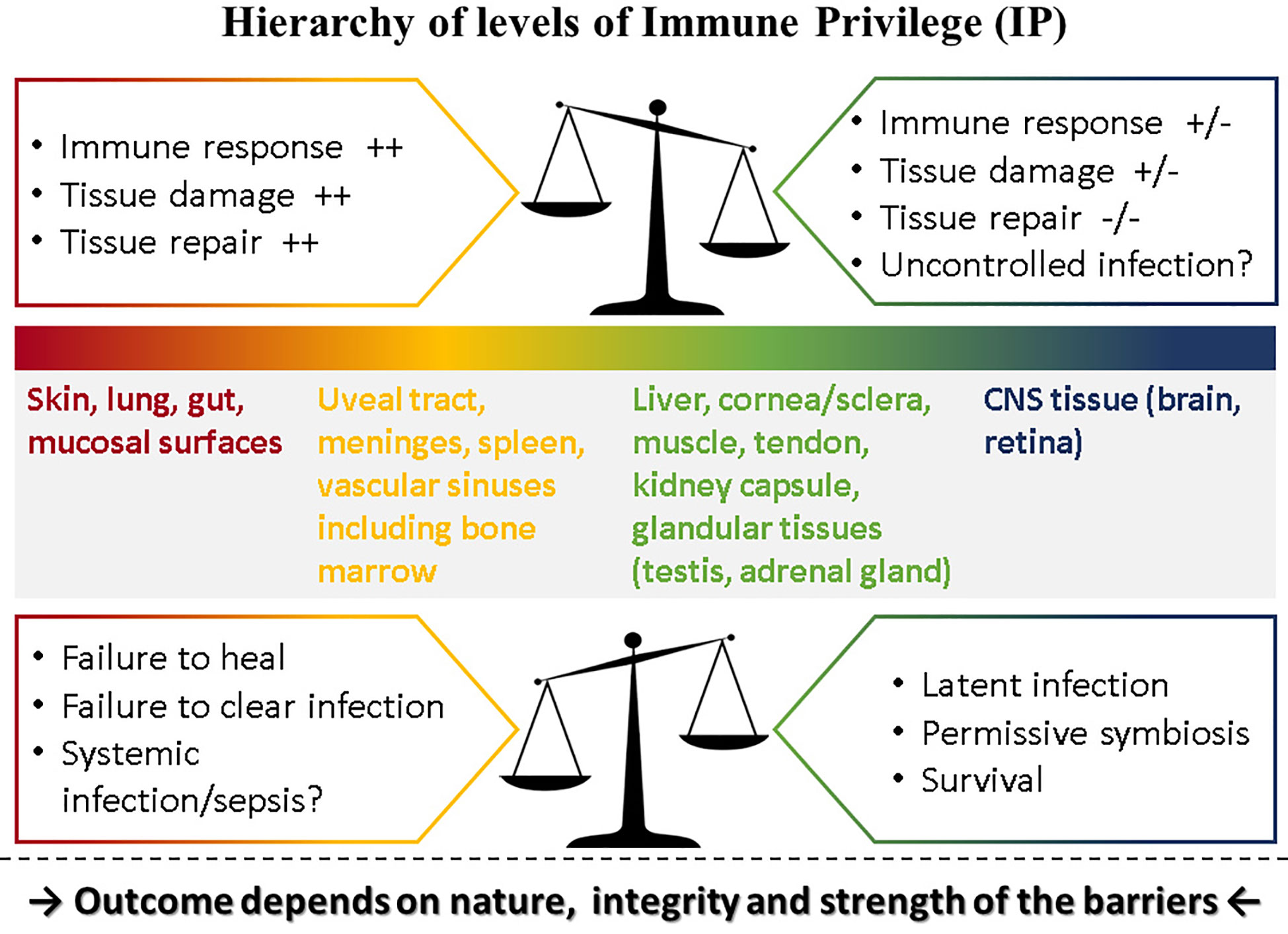 Ocular Immunology and Inflammation: Vol 31, No 6