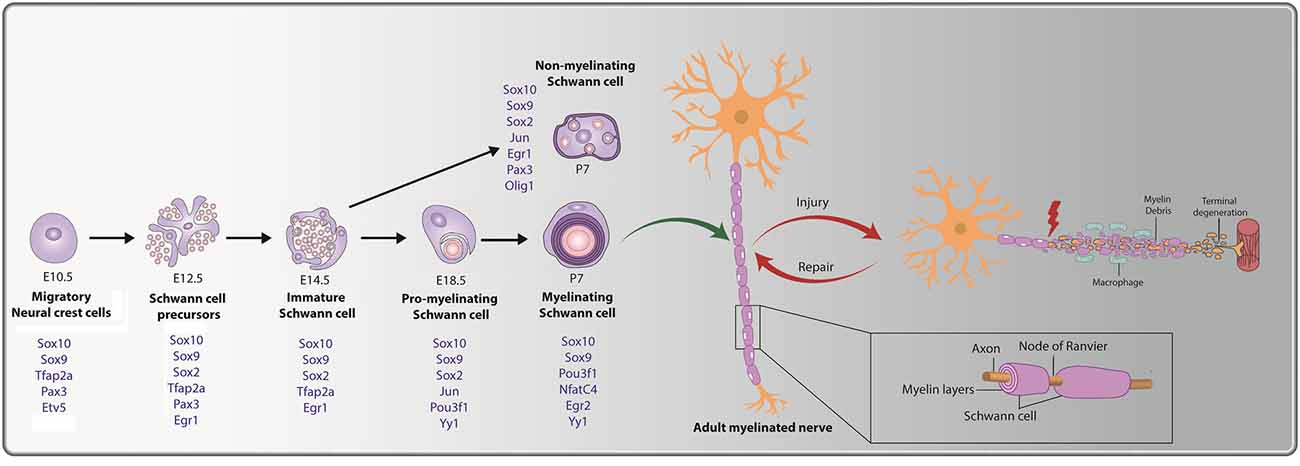 Frontiers Insights Into The Role And Potential Of Schwann Cells For Peripheral Nerve Repair From Studies Of Development And Injury Molecular Neuroscience